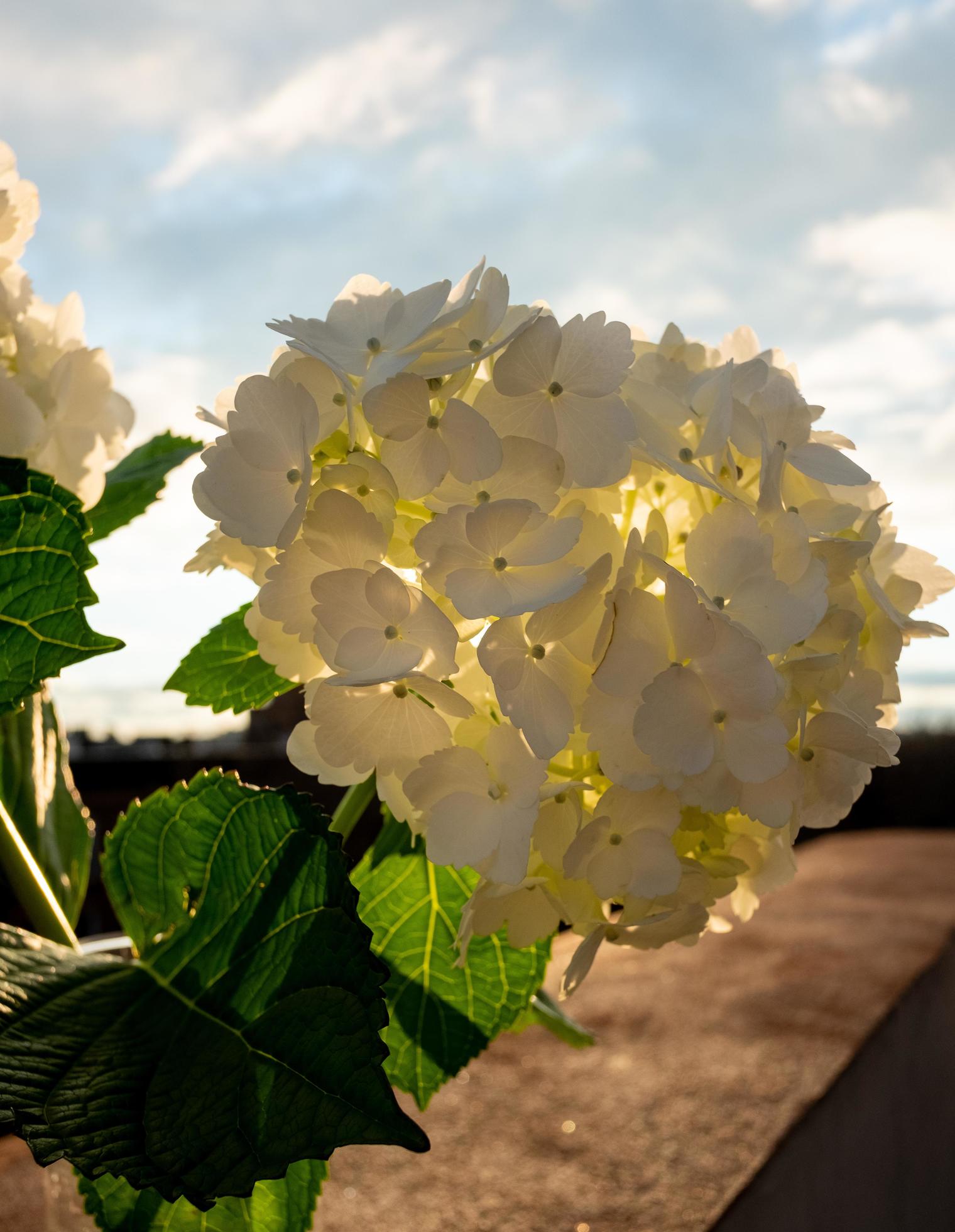 hydrangea flowers outside Stock Free