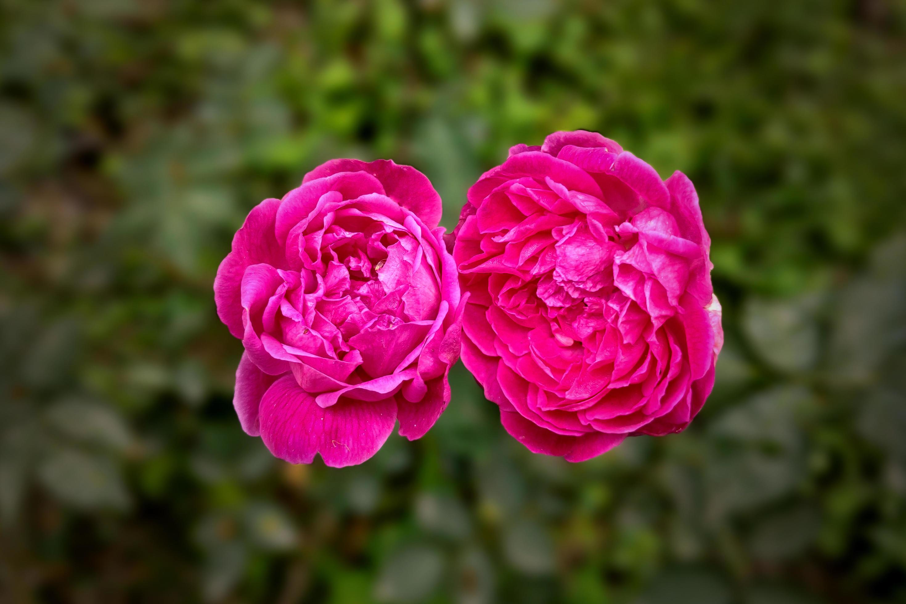 
									Pink Twin Garden Roses Flowers Stock Free