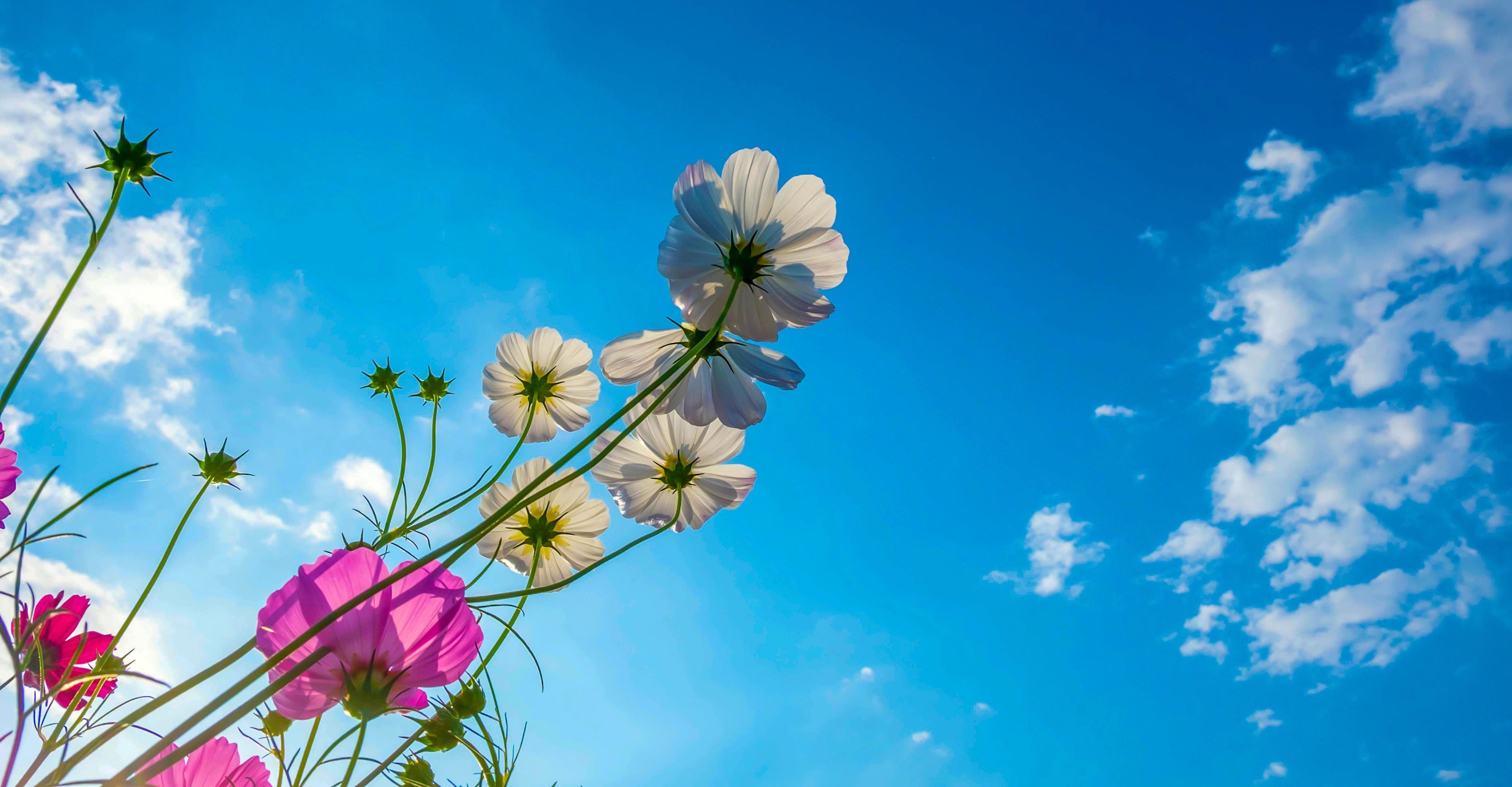 Cosmos flower background and blue sky Stock Free