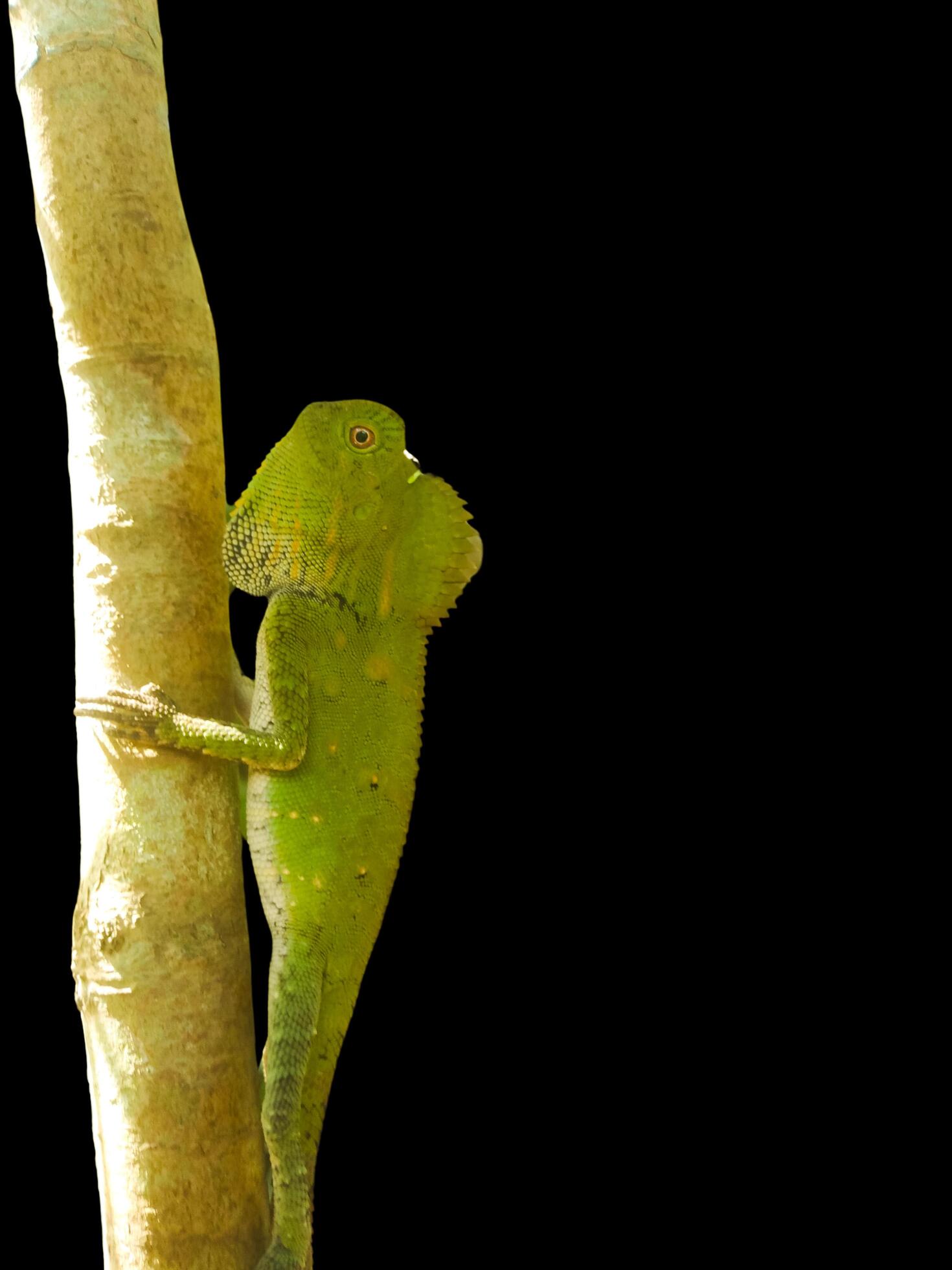 Little green chameleon on a branch isolated on black background Stock Free