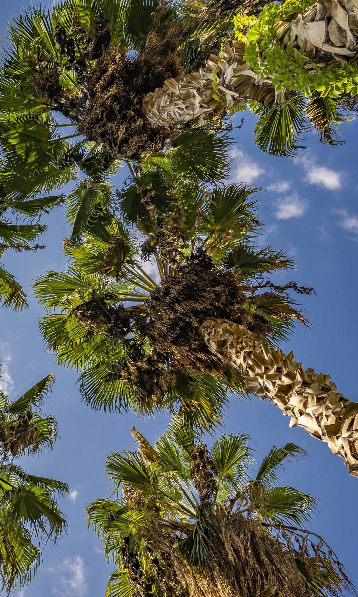 bottom view of palm trees and blue sky Stock Free