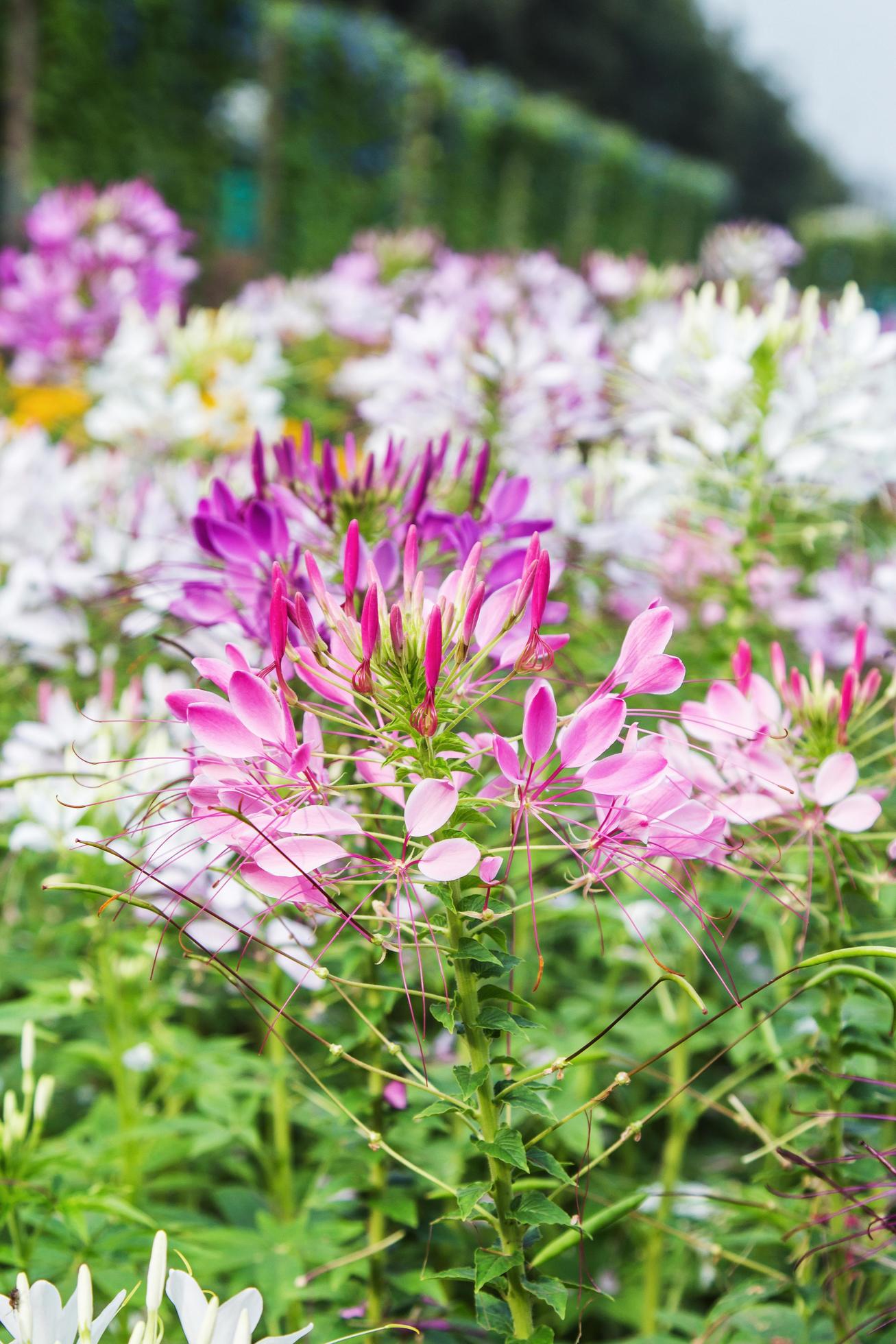 Pink And White Spider flower Cleome hassleriana in the garden Stock Free