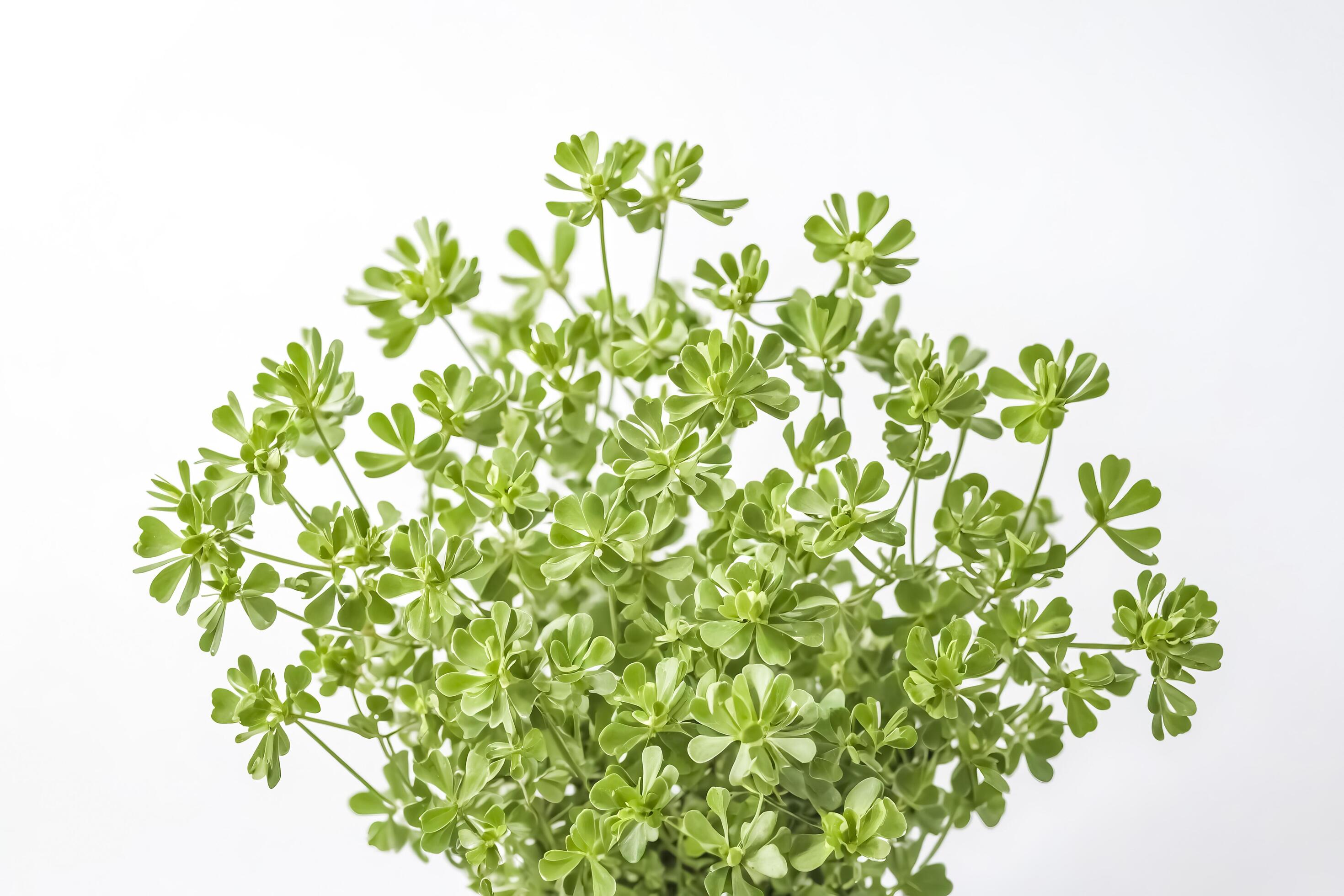 Lush Green Plant with Delicate Leaves on White Background Stock Free