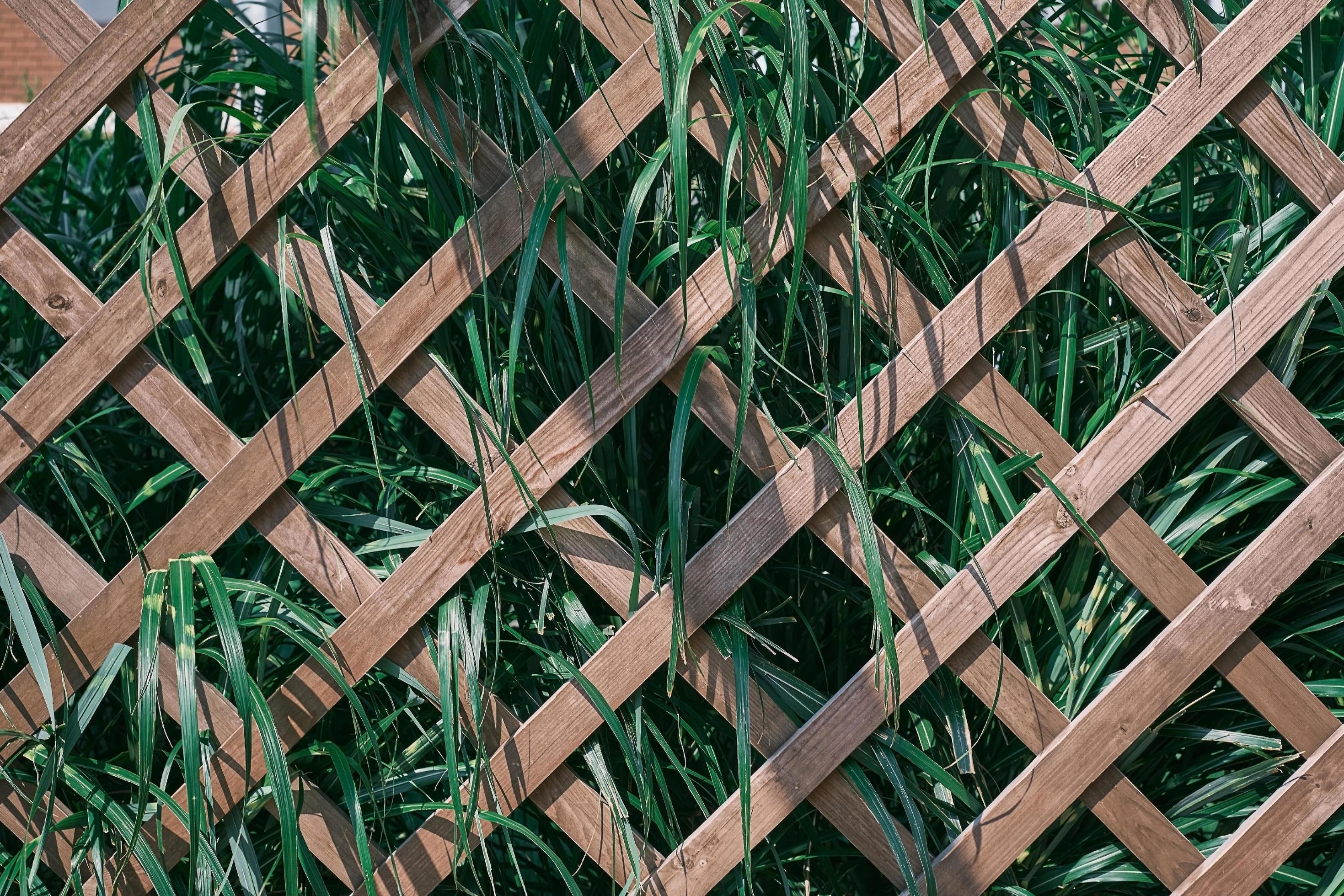 Wooden lattice overgrown with greenery. Grass foliage with green and white leaves, on garden trellis, background or screensaver for nature banner Stock Free