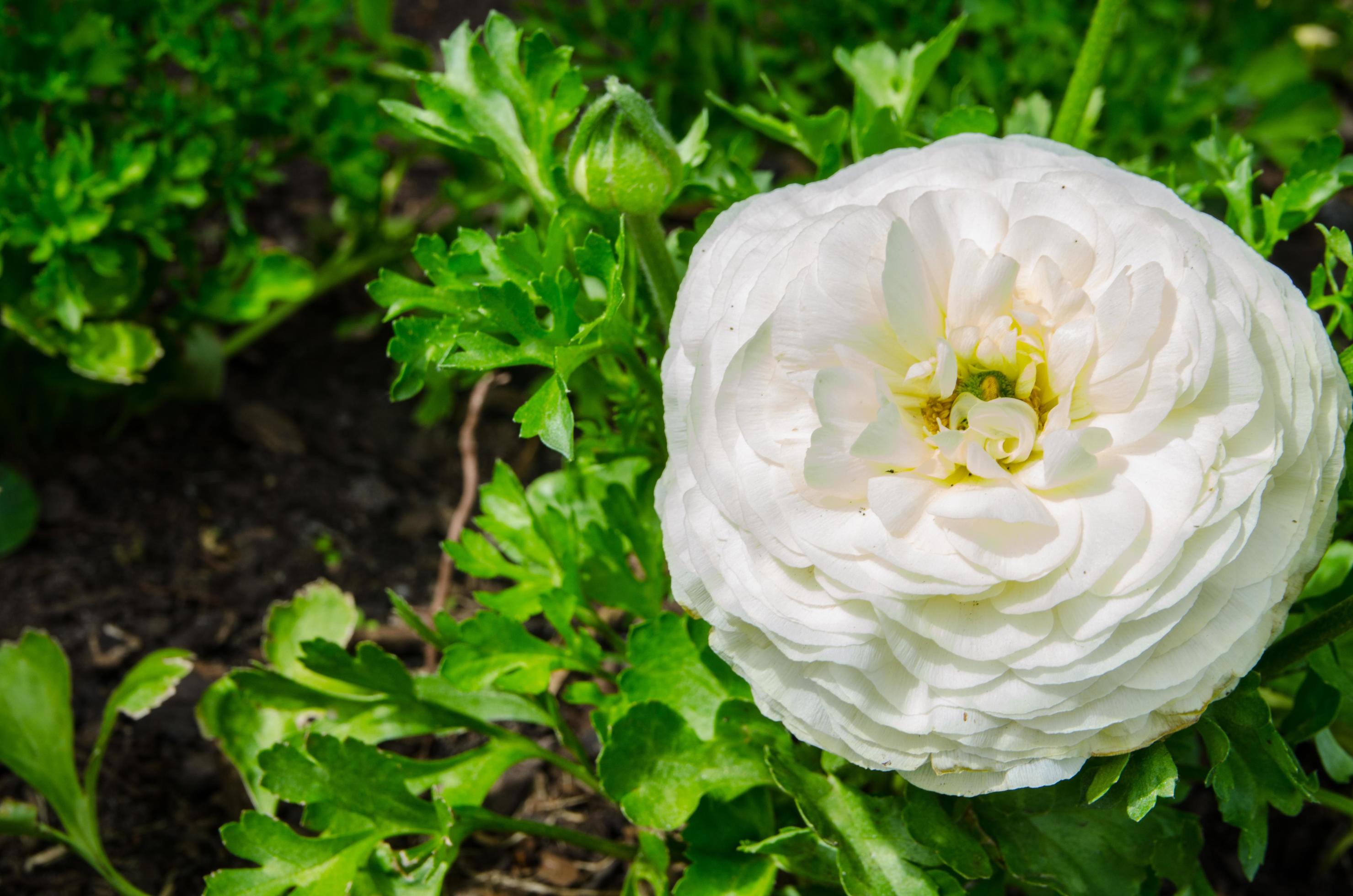 Lovely white beautiful rose flower with green leaves in the garden. Stock Free