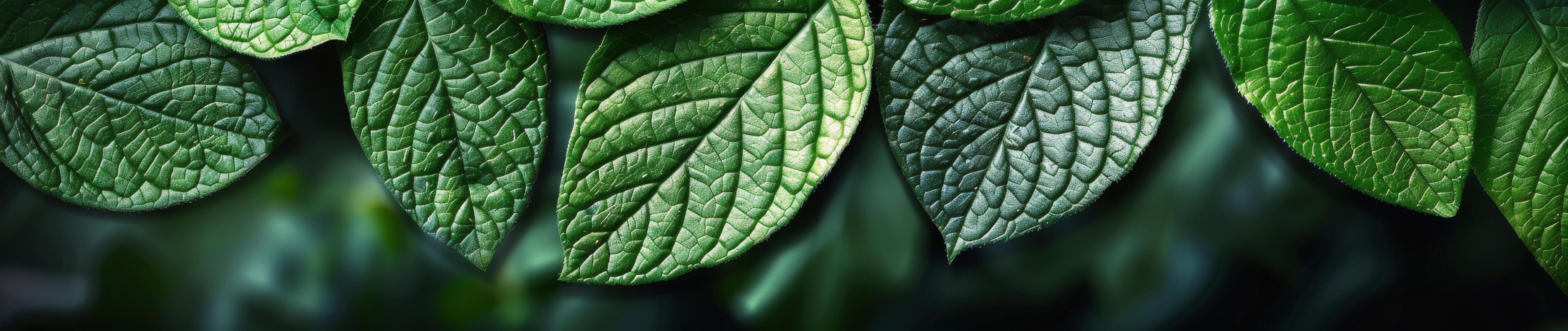 Close Up View of Lush Green Leaves on a Dark Background Stock Free