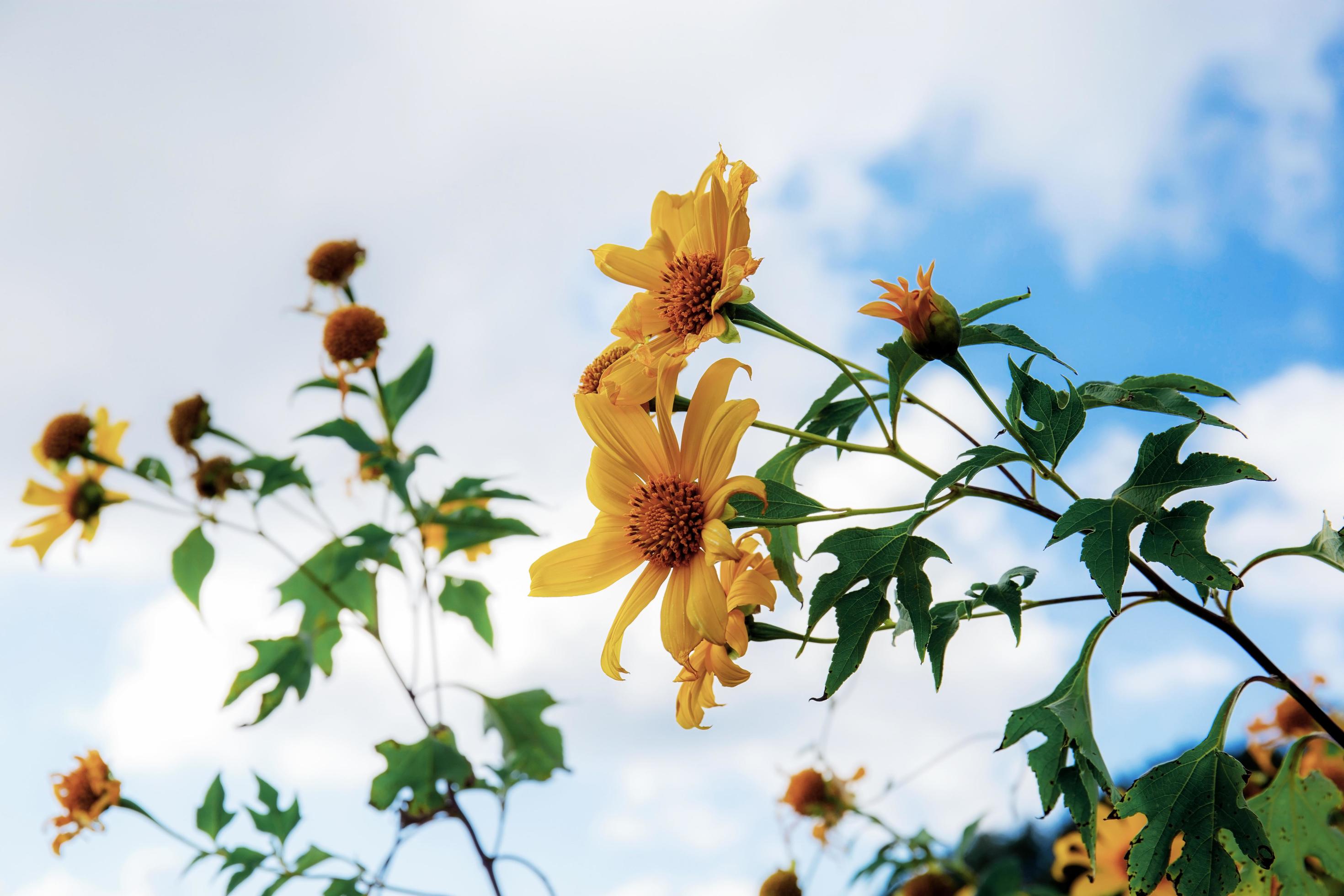 Bua tong flower in winter. Stock Free