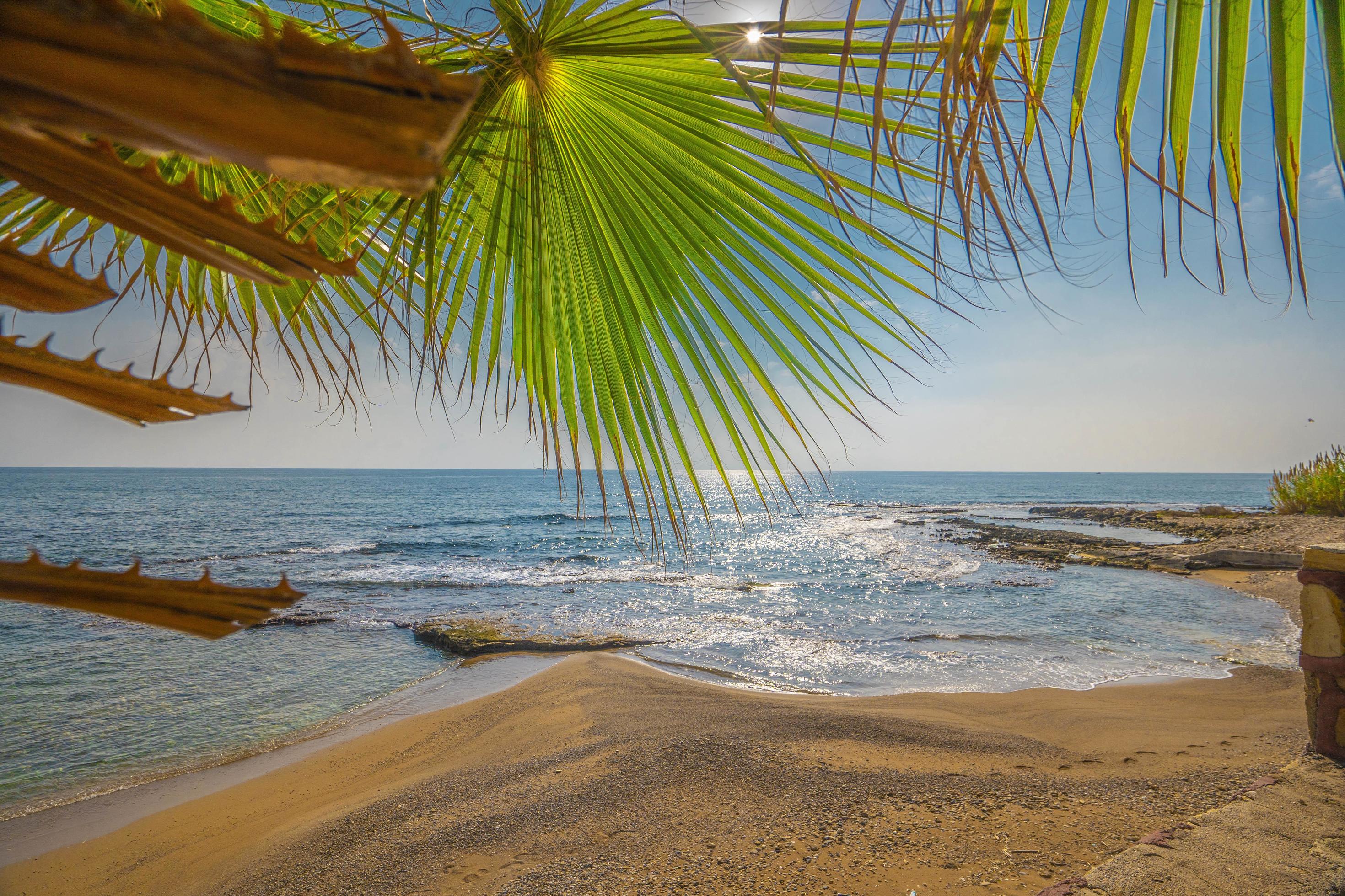 unique sea and sand view. Palm tree. beautiful beach peaceful view Stock Free