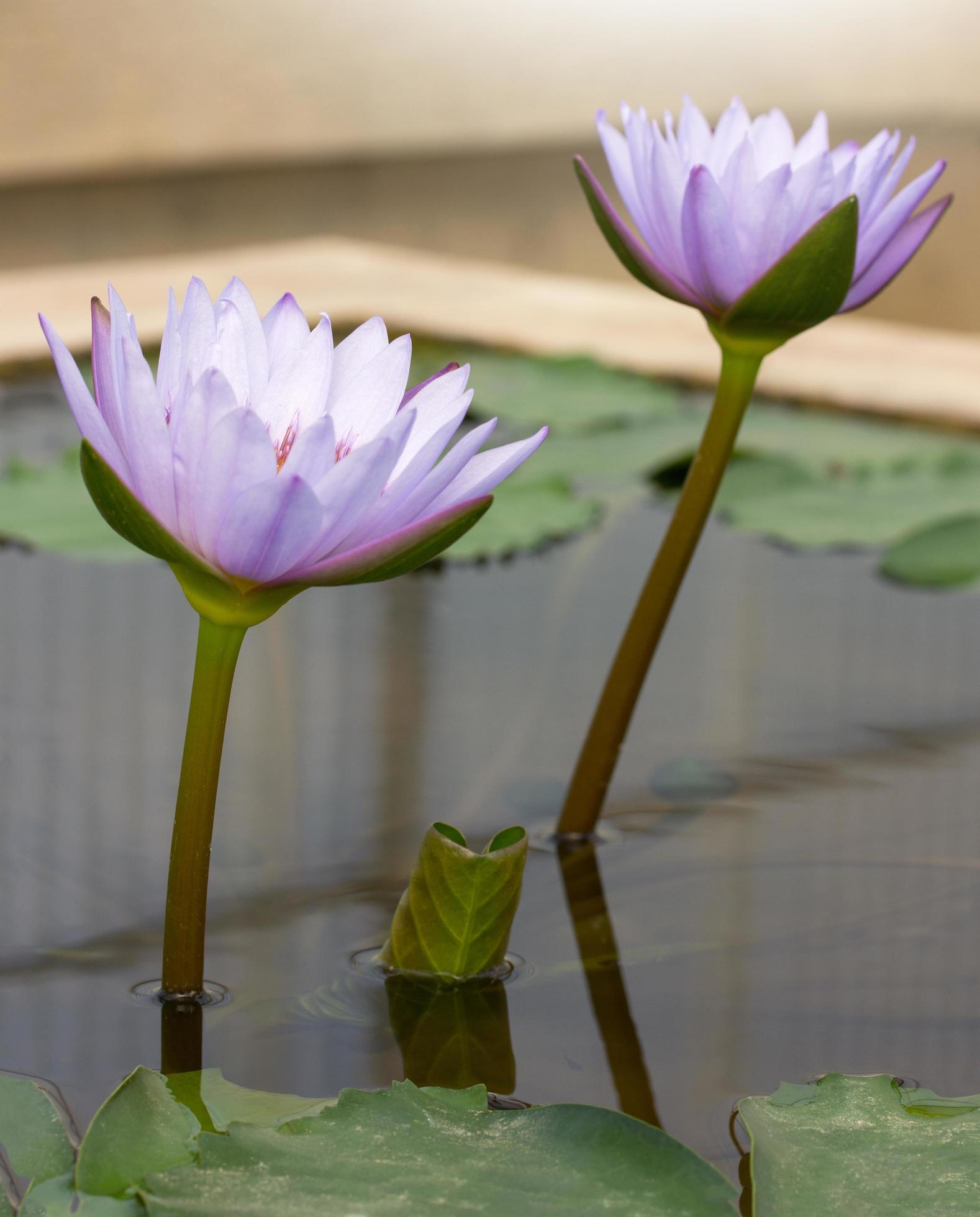 Purple lotus flower in pond Stock Free