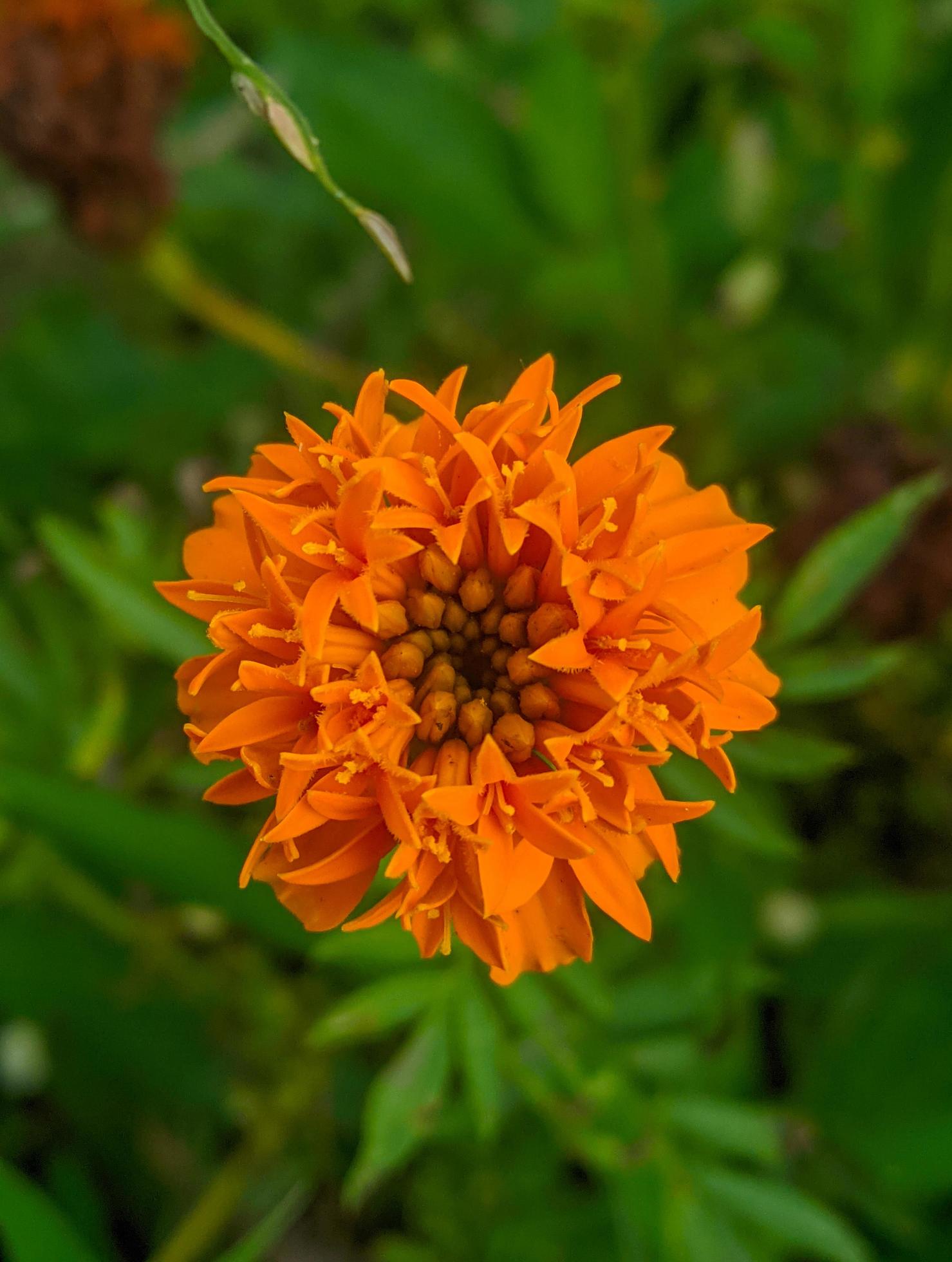 Orange marigold flowers. This flower has the meaning of beauty, wealth, fame, and warmth Stock Free