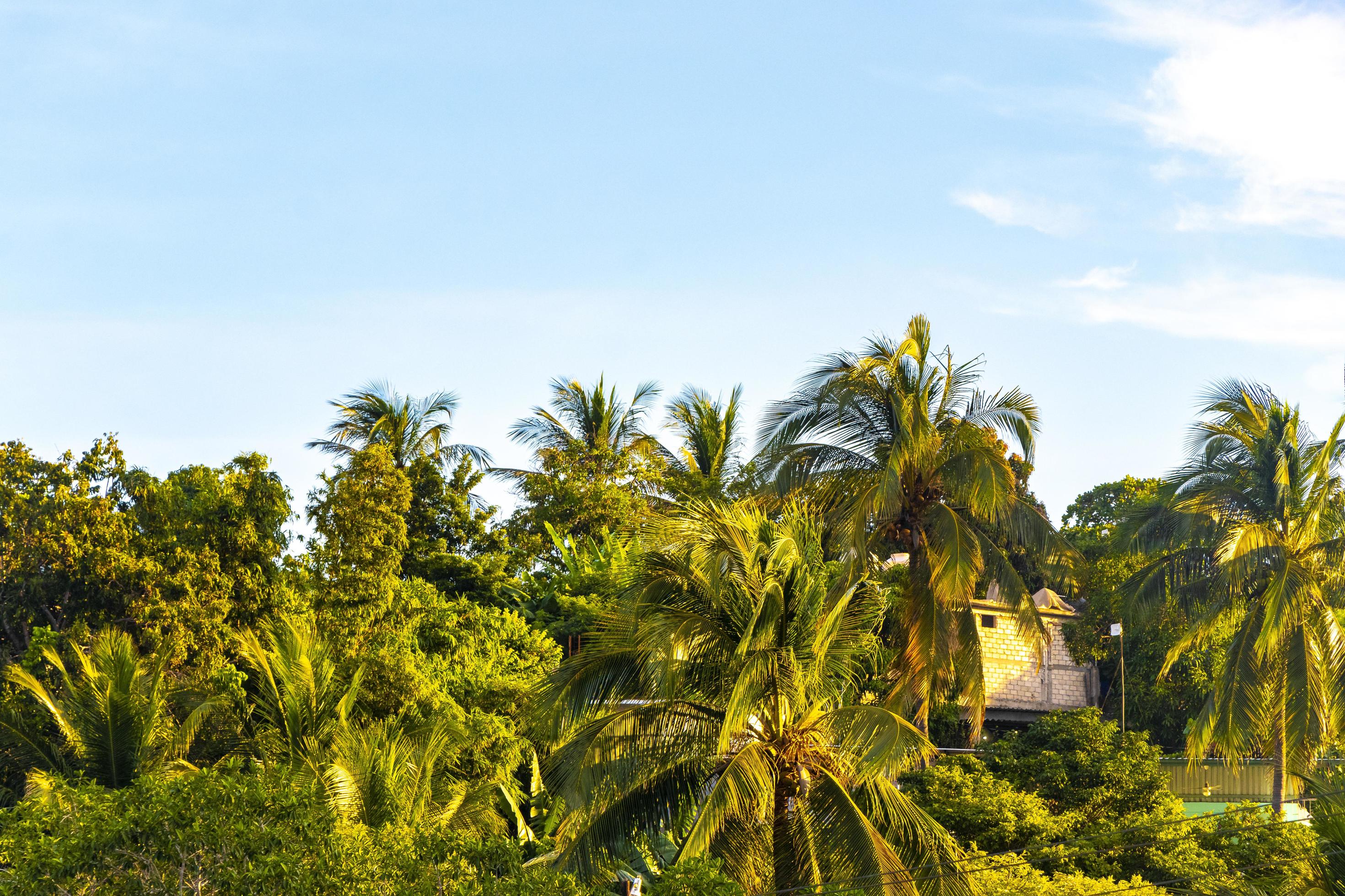 Tropical natural palm tree coconuts blue sky in Mexico. Stock Free