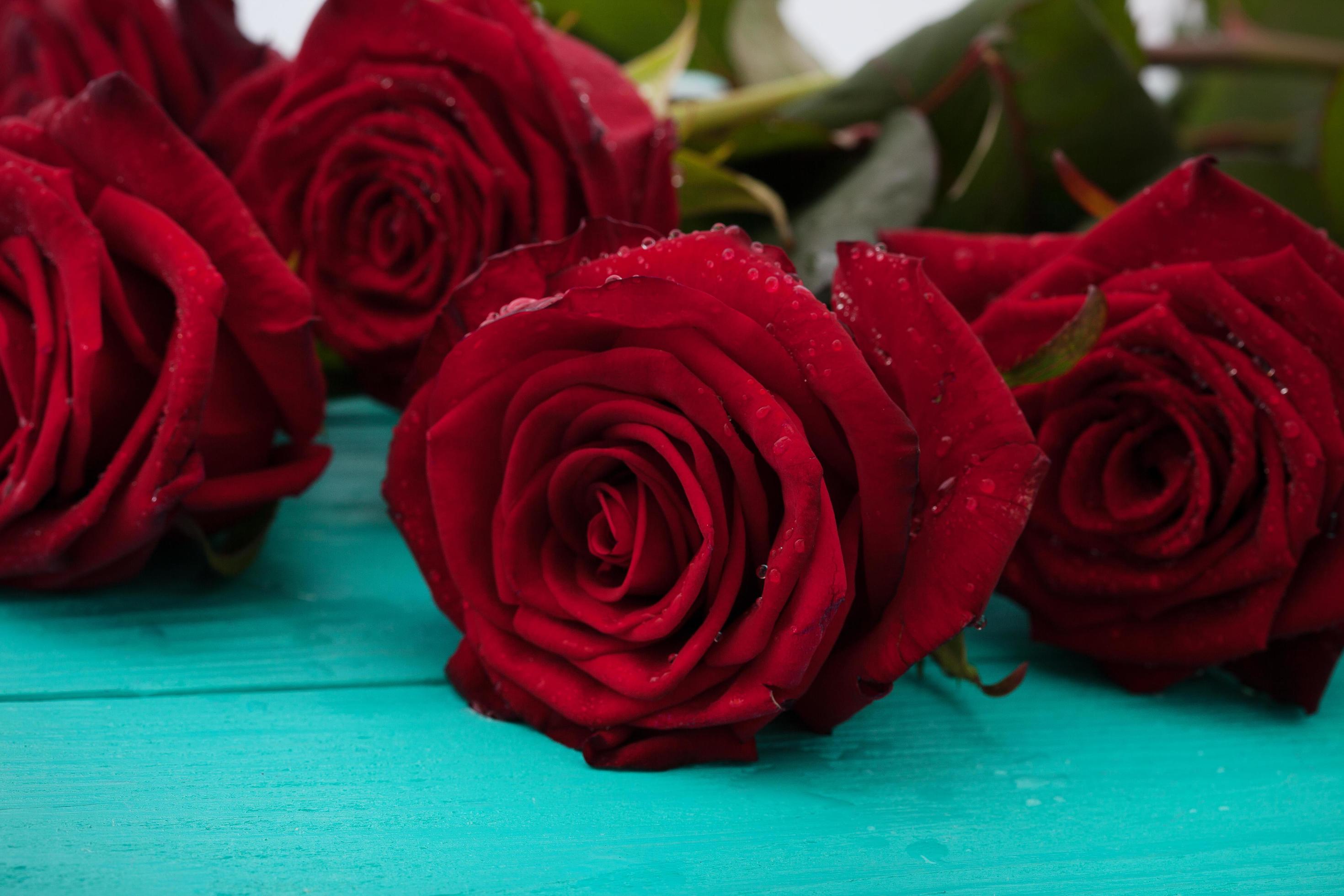 Frame of colorful roses on blue wooden background. Top view and selective focus. Mock up. Copy space. Flowers. Mother Valentine Stock Free