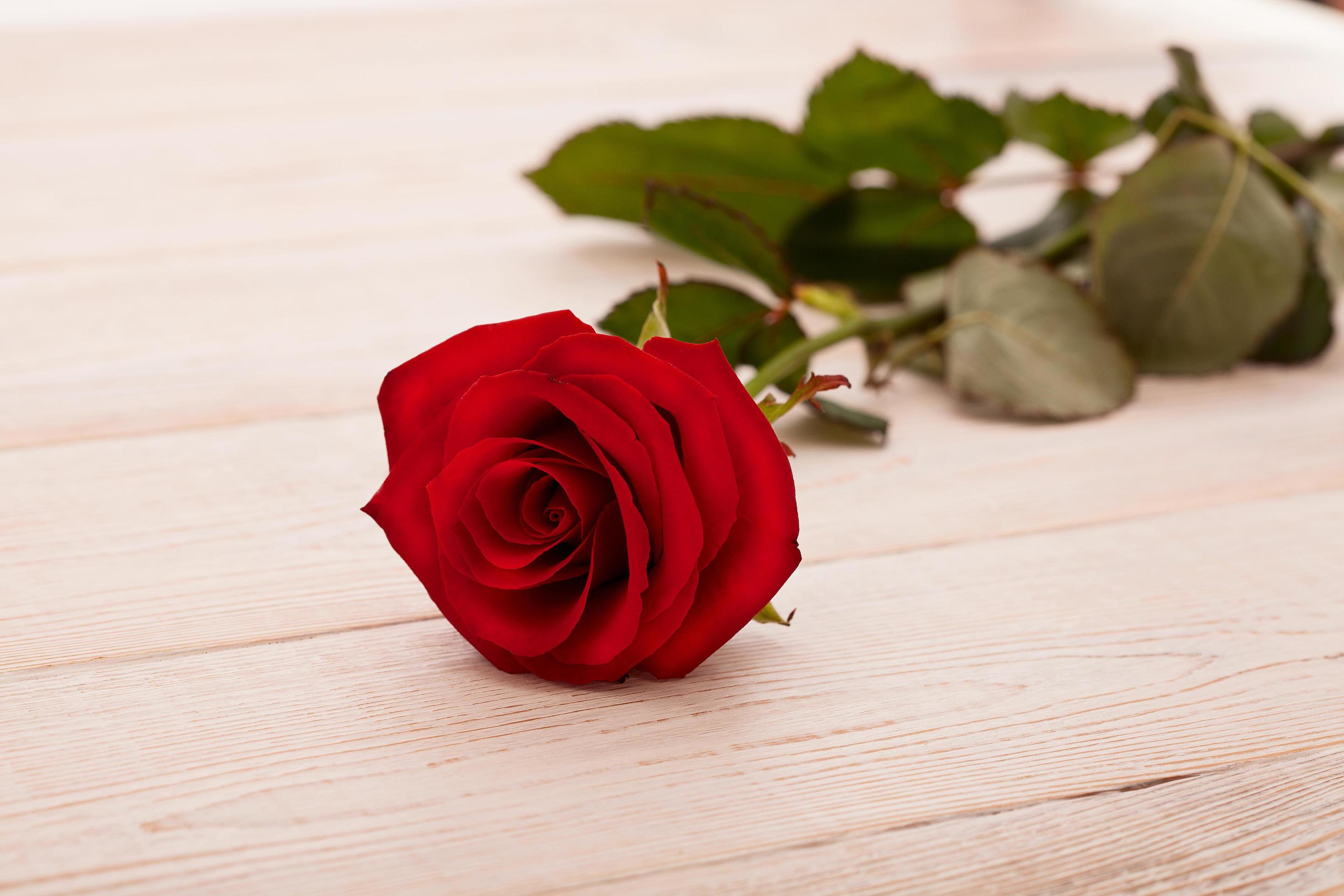 Frame of colorful roses on blue wooden background. Top view and selective focus. Mock up. Copy space. Flowers. Mother Valentine Stock Free