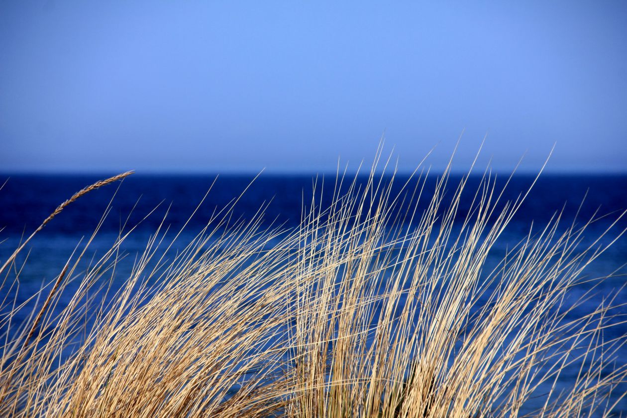 Ammophila Stock Free