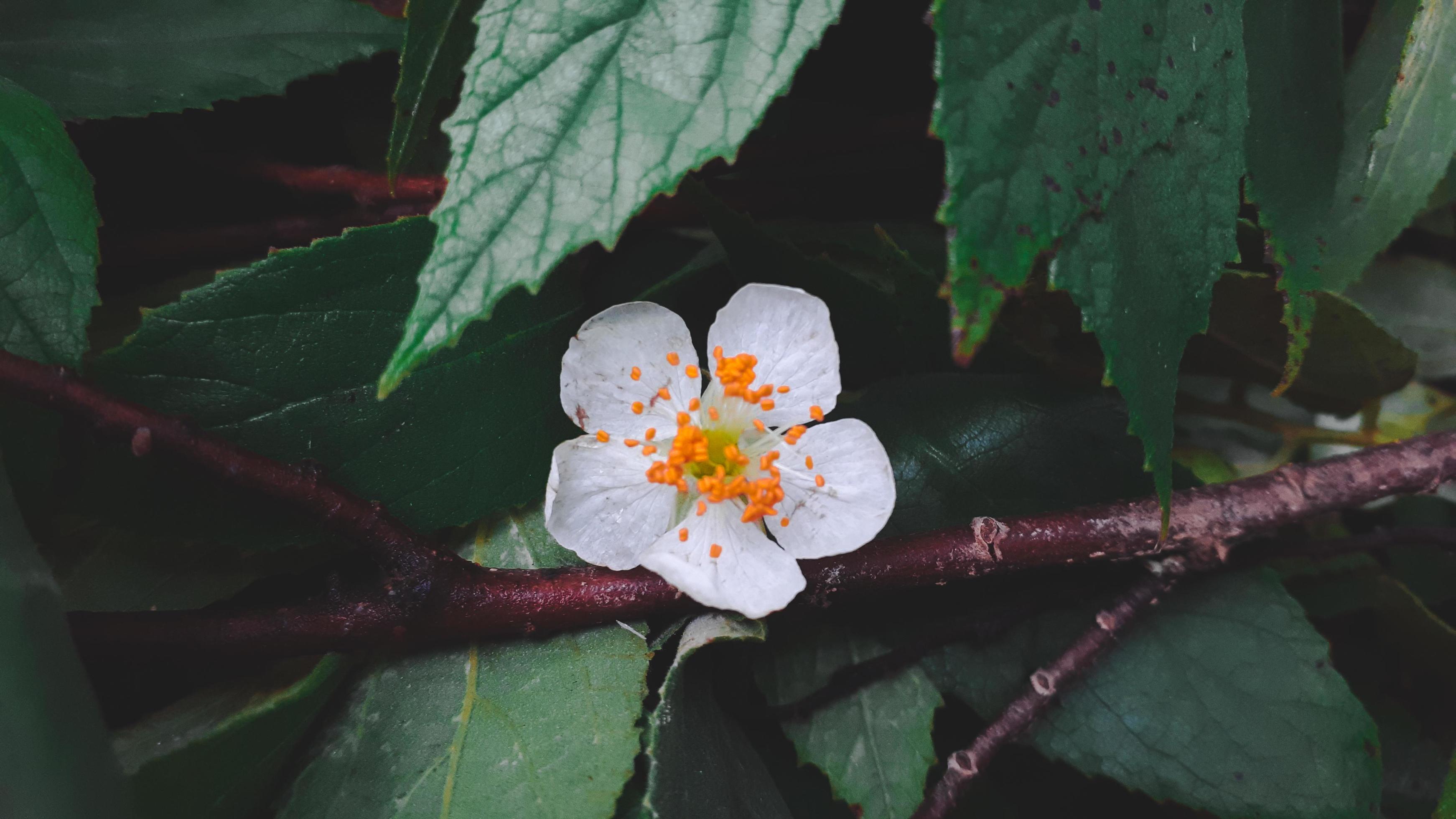 White beautiful flower of kersen tree, or muntingia calabura flower. Stock Free