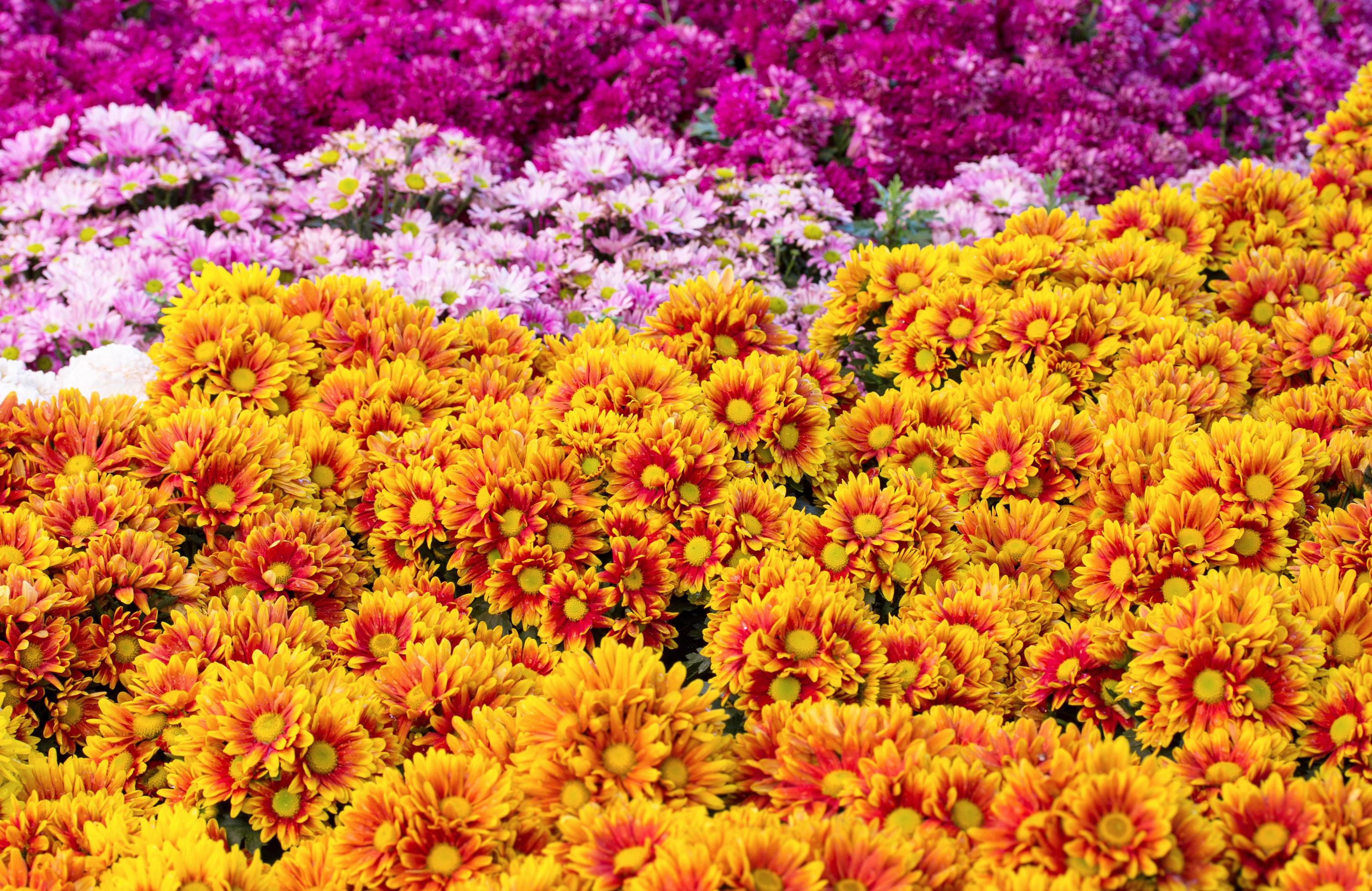 
									chrysanthemums daisy flower fields blooming in the garden Stock Free