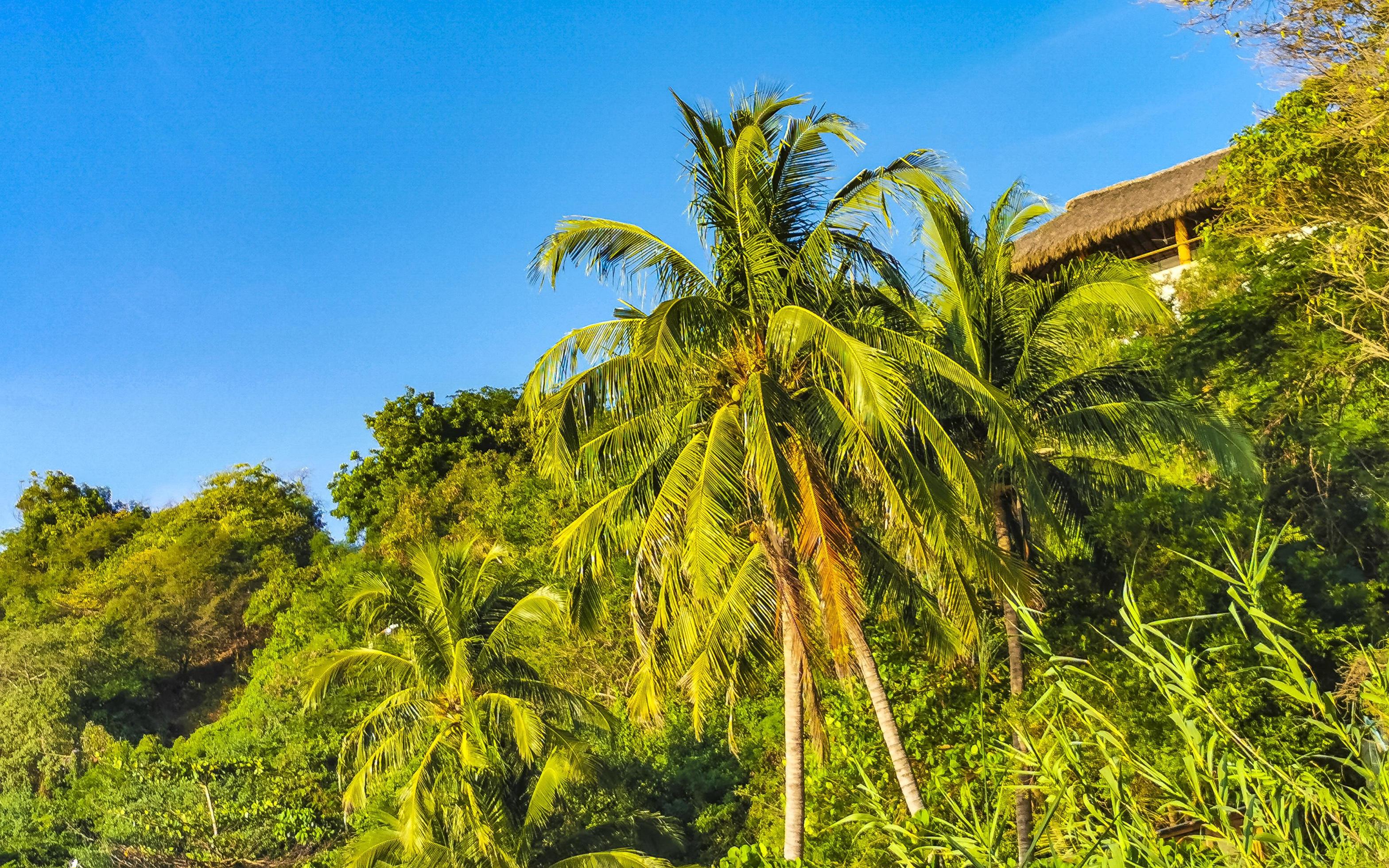 Tropical natural palm tree coconuts blue sky in Mexico. Stock Free