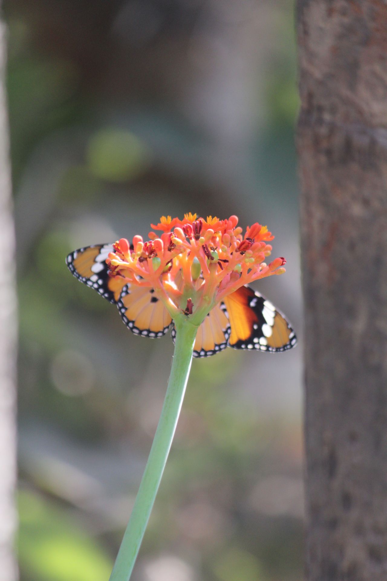 Beautiful Butterful On Flower Stock Free