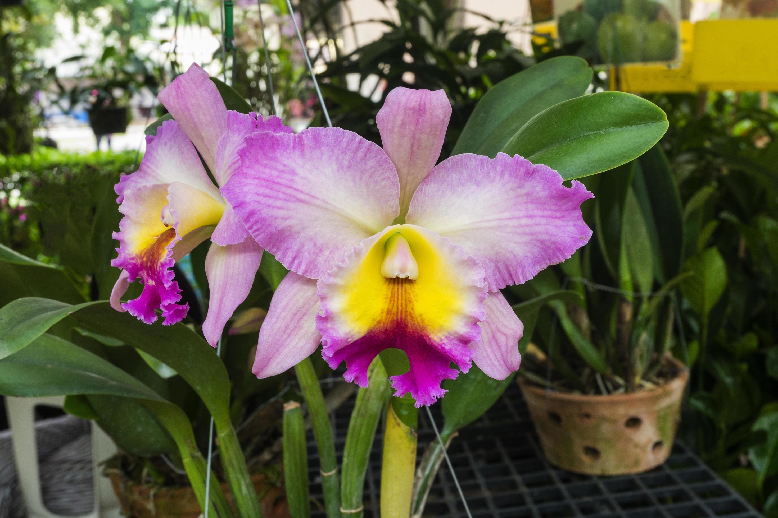 poted orchids flower in market place Stock Free