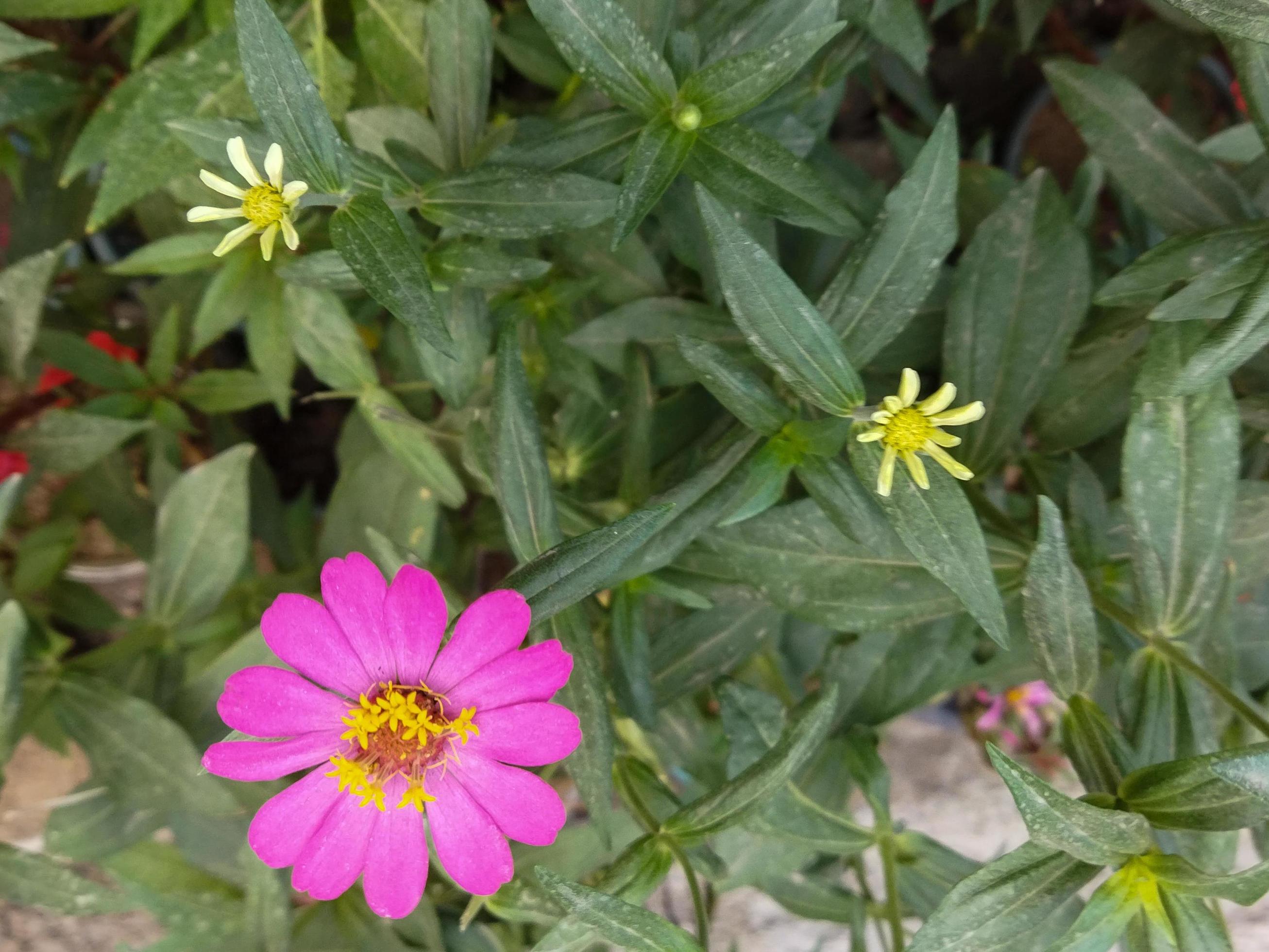 Beautiful pink flower on blurred background. Flower macro photo. Stock Free