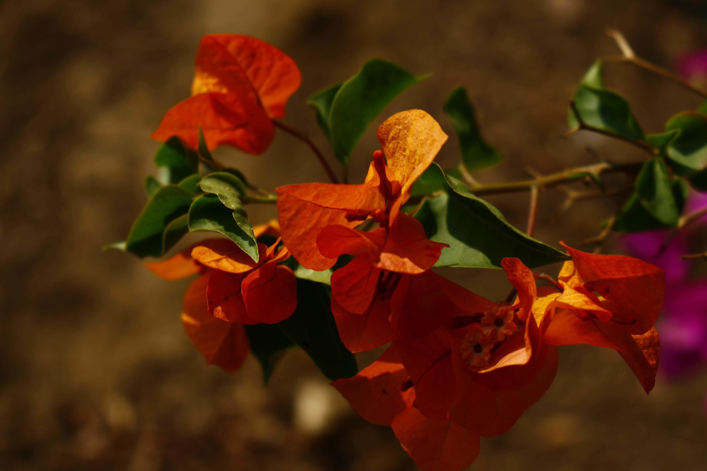 Bright Colored Flowering Plants in Outdoor Garden In Karachi Pakistan 2022 Stock Free