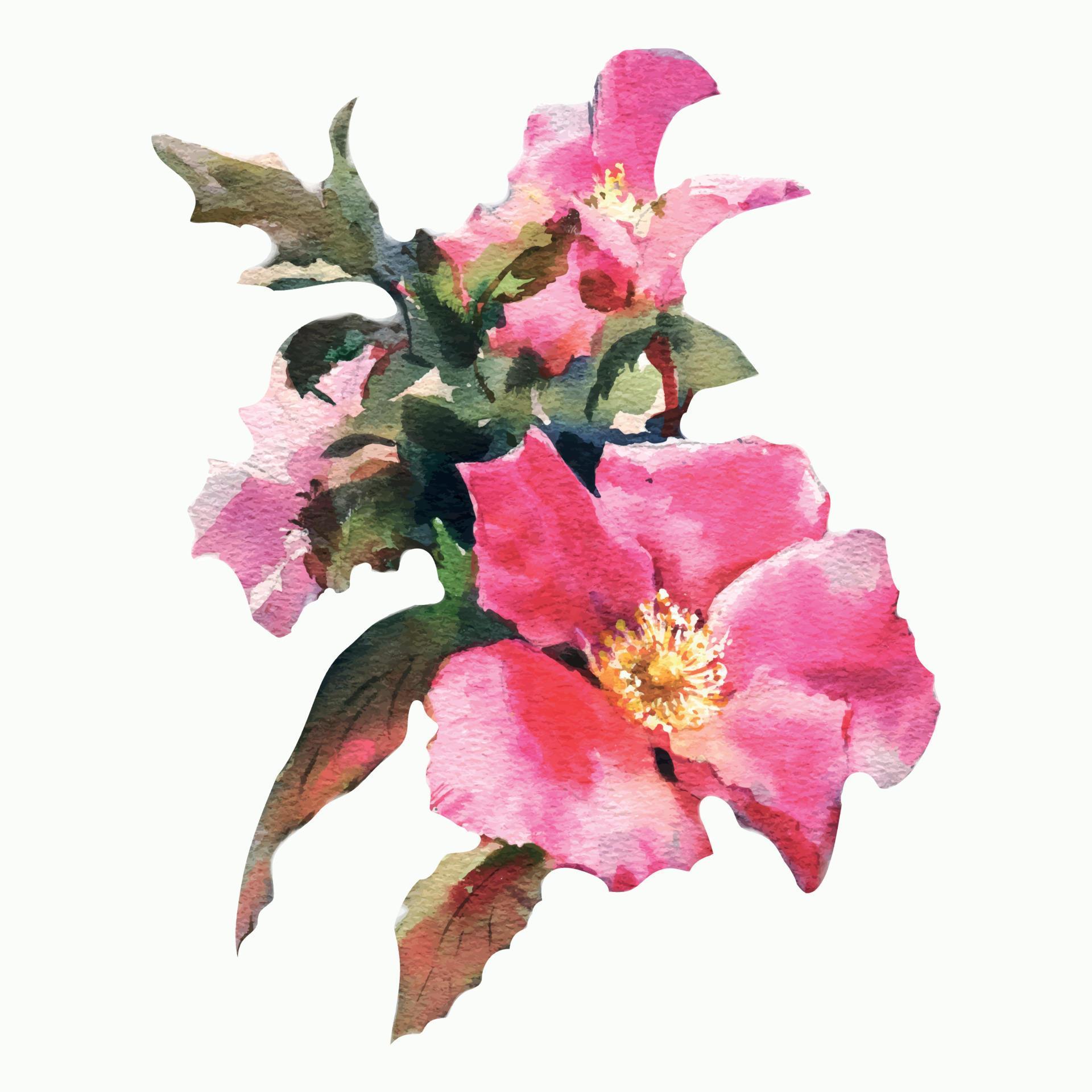 Watercolor dog-rose Briar with flowers and green leaves, isolated on white background. Hand drawn botanical briar illustration. Stock Free