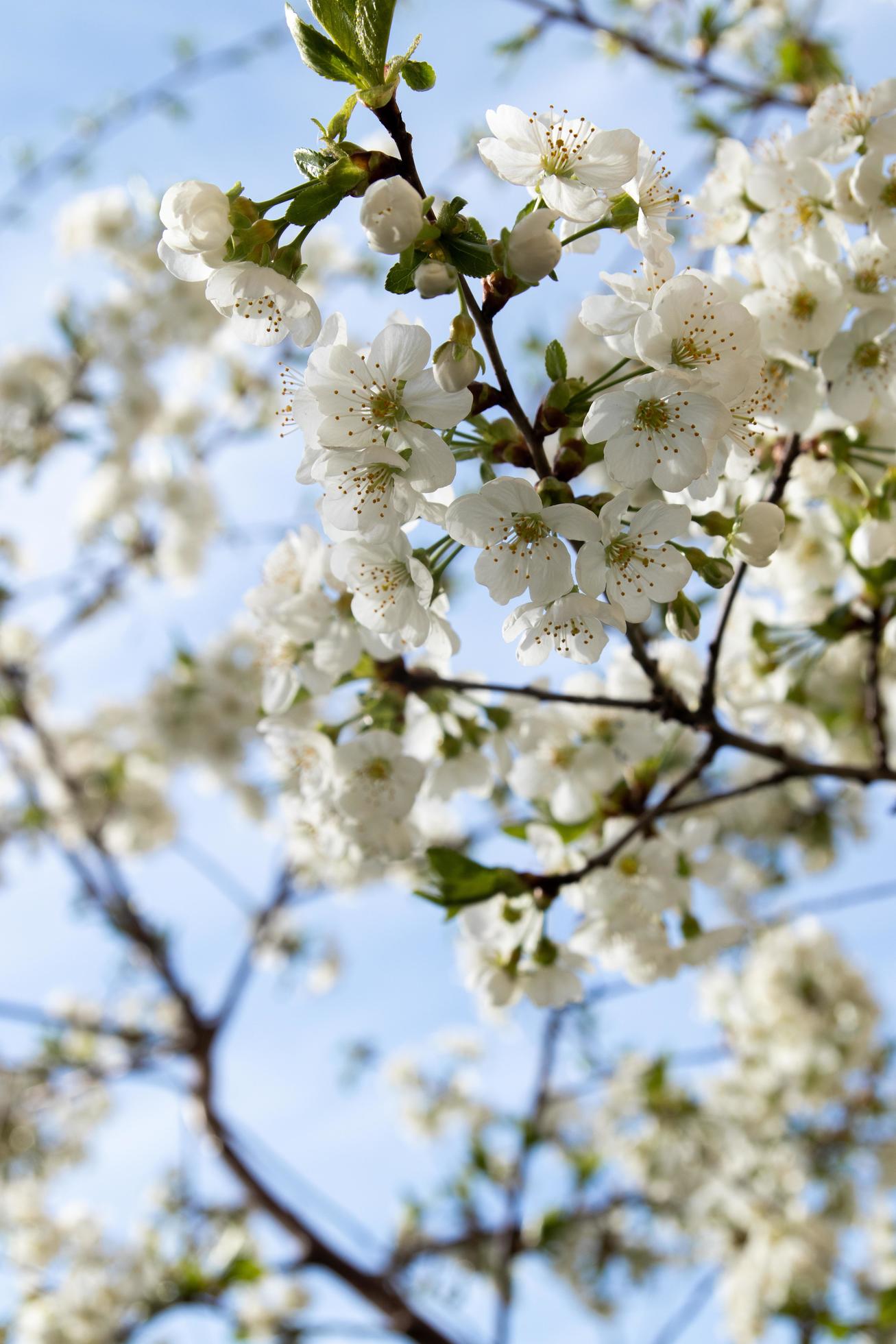 Spring bloom white flowers. Cherry blossom twigs Stock Free