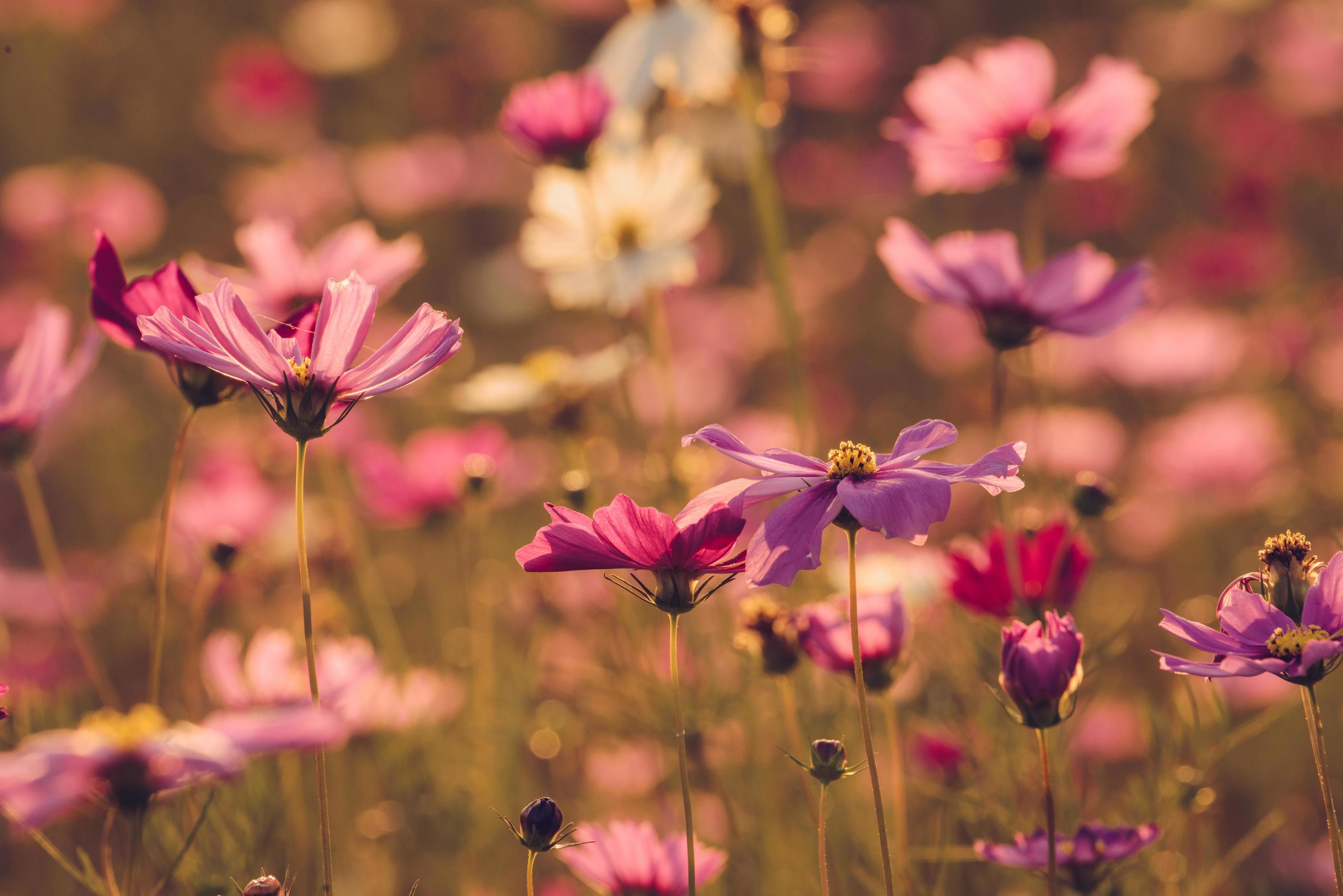 Group of Cosmos flower field in the garden. Stock Free