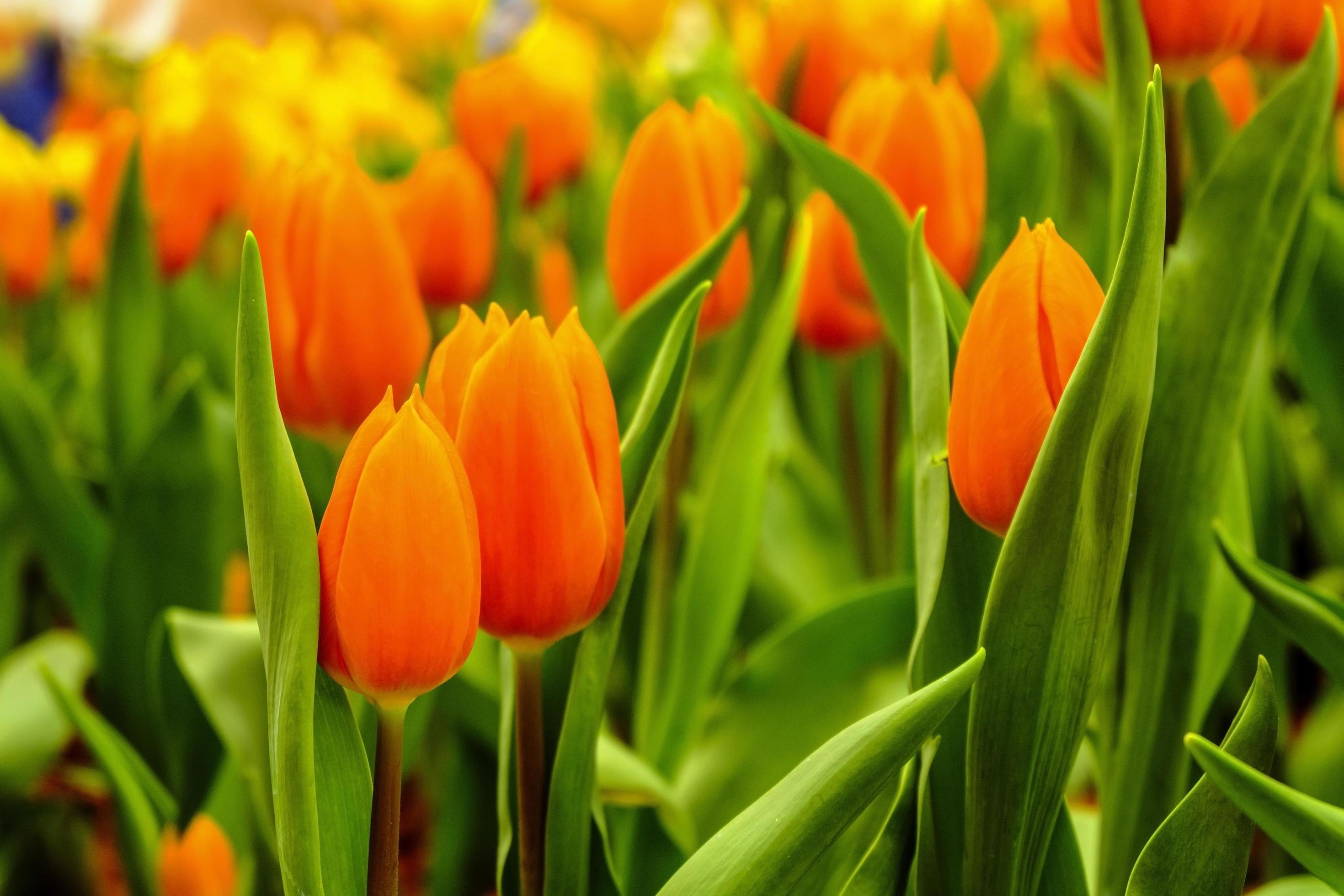 yellow and orange tulips flower with leaves Stock Free