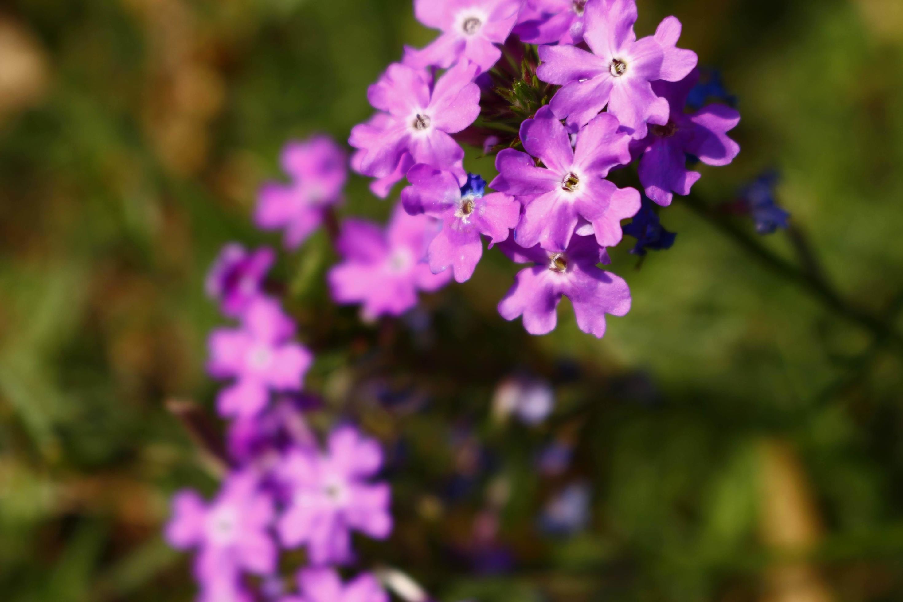 Bright Colored Flowering Plants in Outdoor Garden In Karachi Pakistan 2022 Stock Free