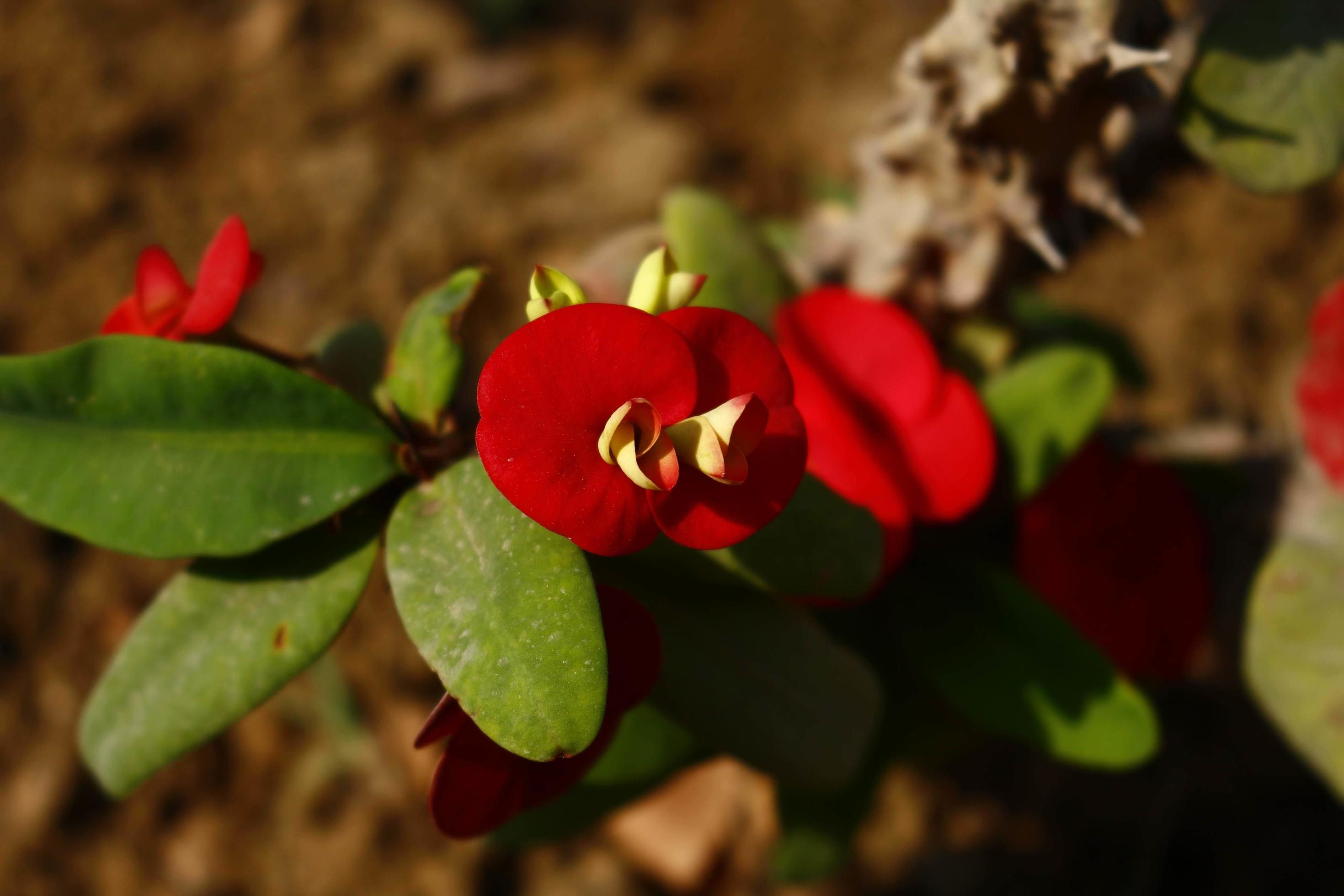 Flowering Plants in Outdoor Garden in Karachi Pakistan 2022 Stock Free