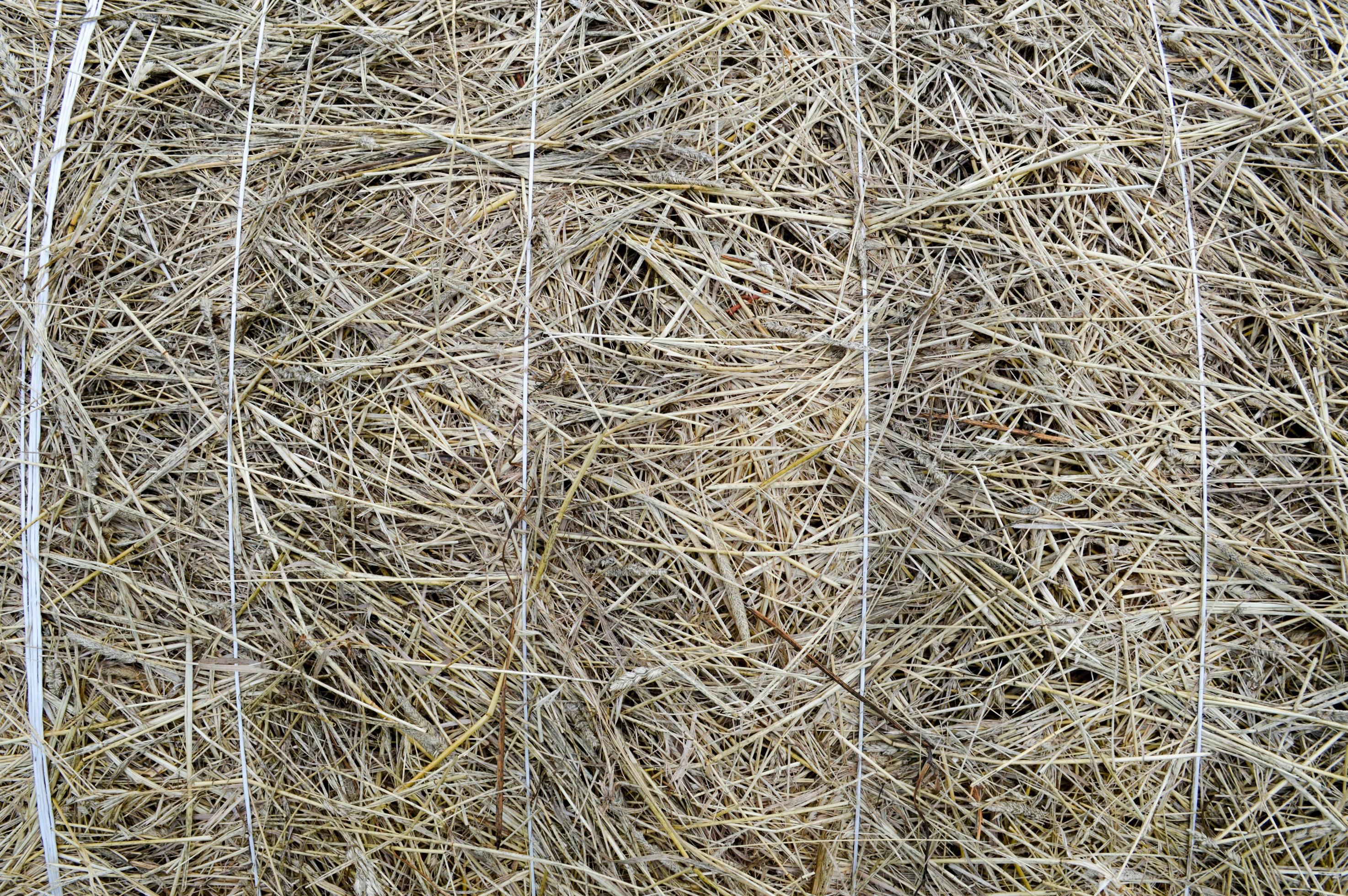 The texture of a round natural dried dry haystack of straw is a dry grass with spikelets and grass blades of brown yellow. The background Stock Free