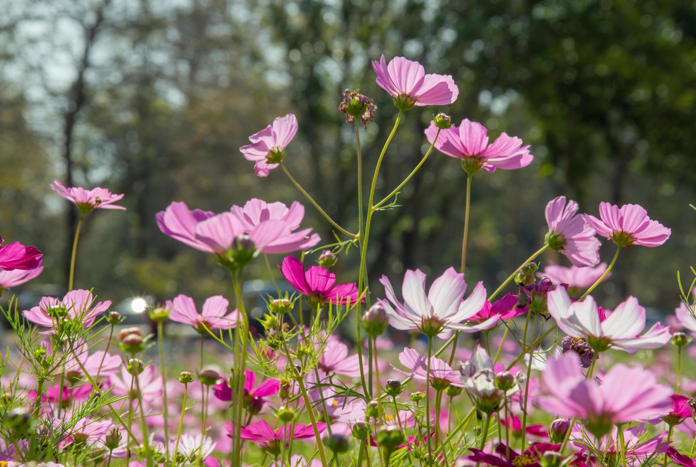 Sweet pink cosmos flowers Blooming outdoors, afternoon, sunny, in the botanical garden. copy space Stock Free