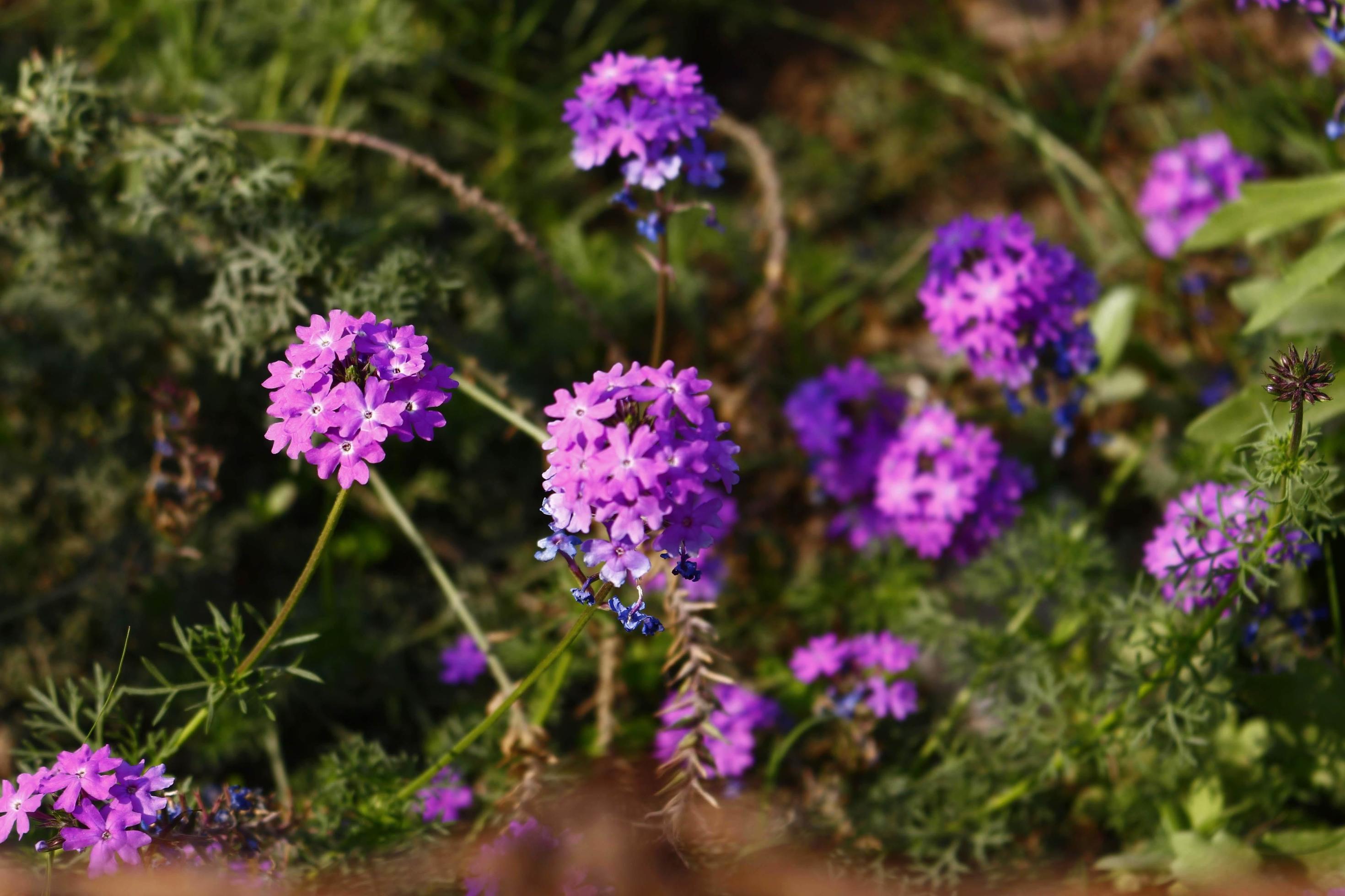 Bright Colorful Flowers In Outdoor Garden in Karachi Pakistan 2022 Stock Free