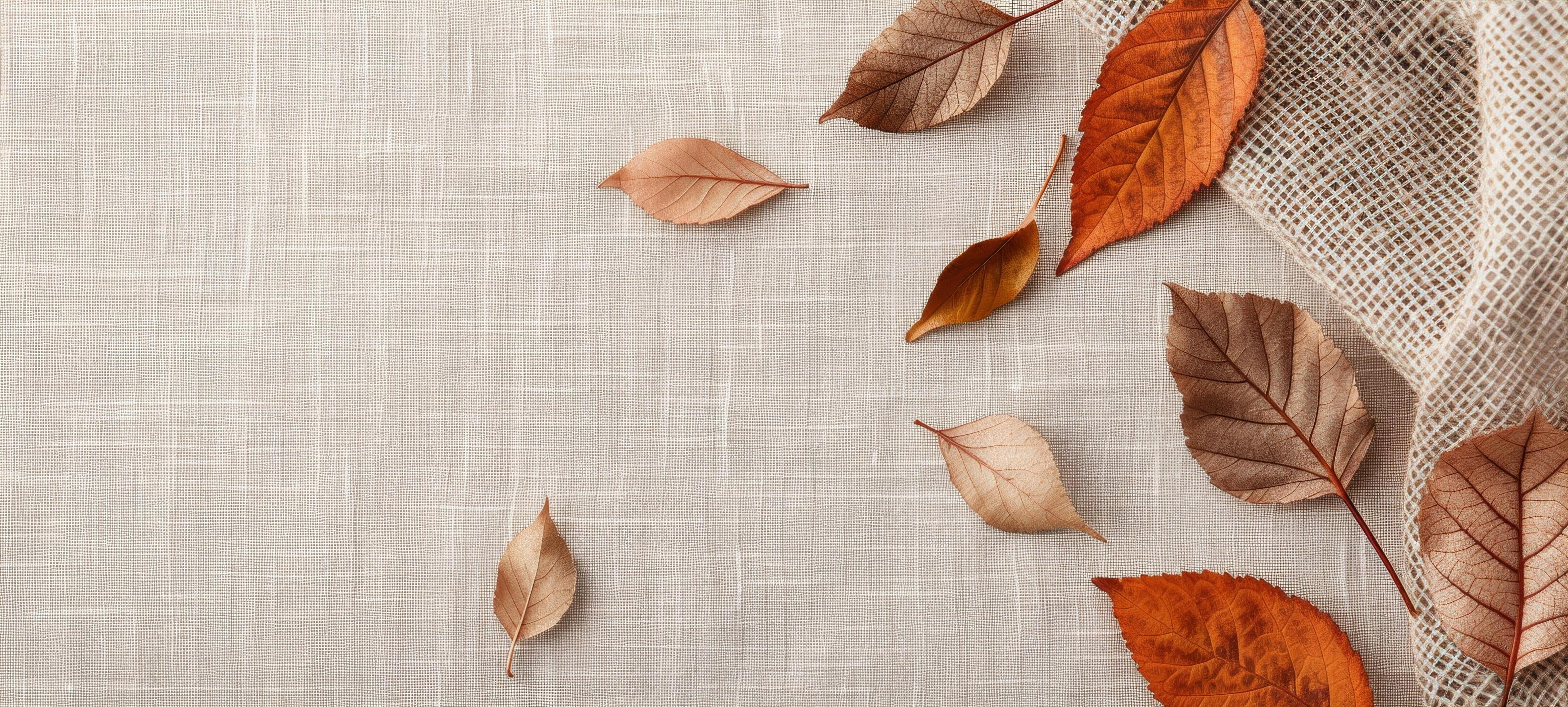 Dried Leaves and Berries on White Background Stock Free