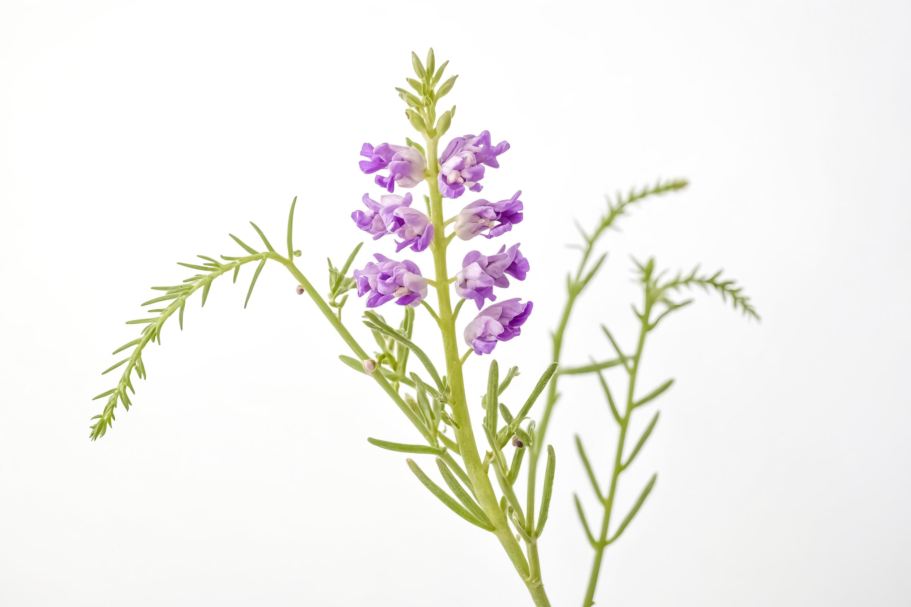 Purple Flowers with Green Stems on White Background Stock Free