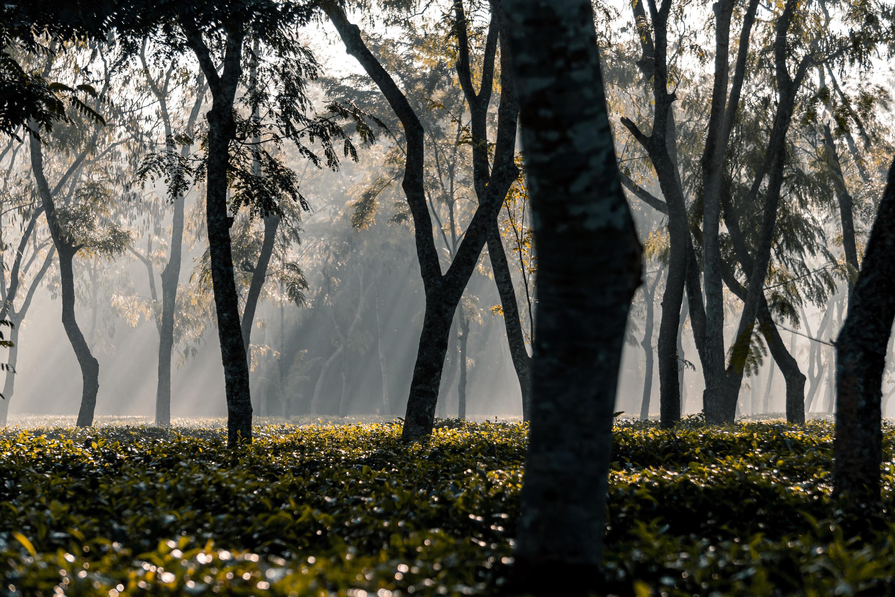 The sunrise as it rises in the foggy morning of winter at tea garden Stock Free