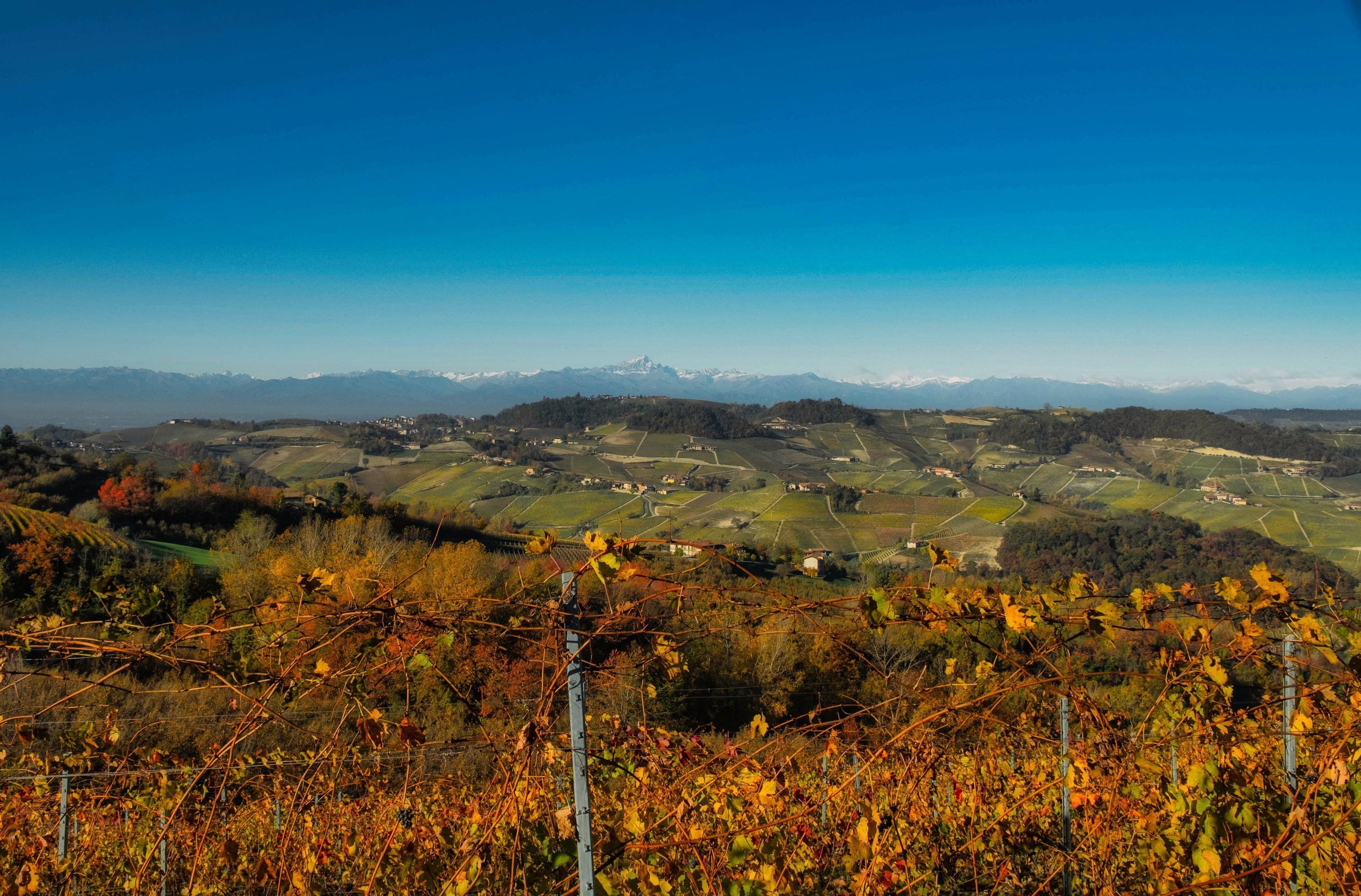 The colors of the Langhe in autumn in Serralunga Alba, with the vineyards and hills that are colored with warm colors like the autumn season Stock Free