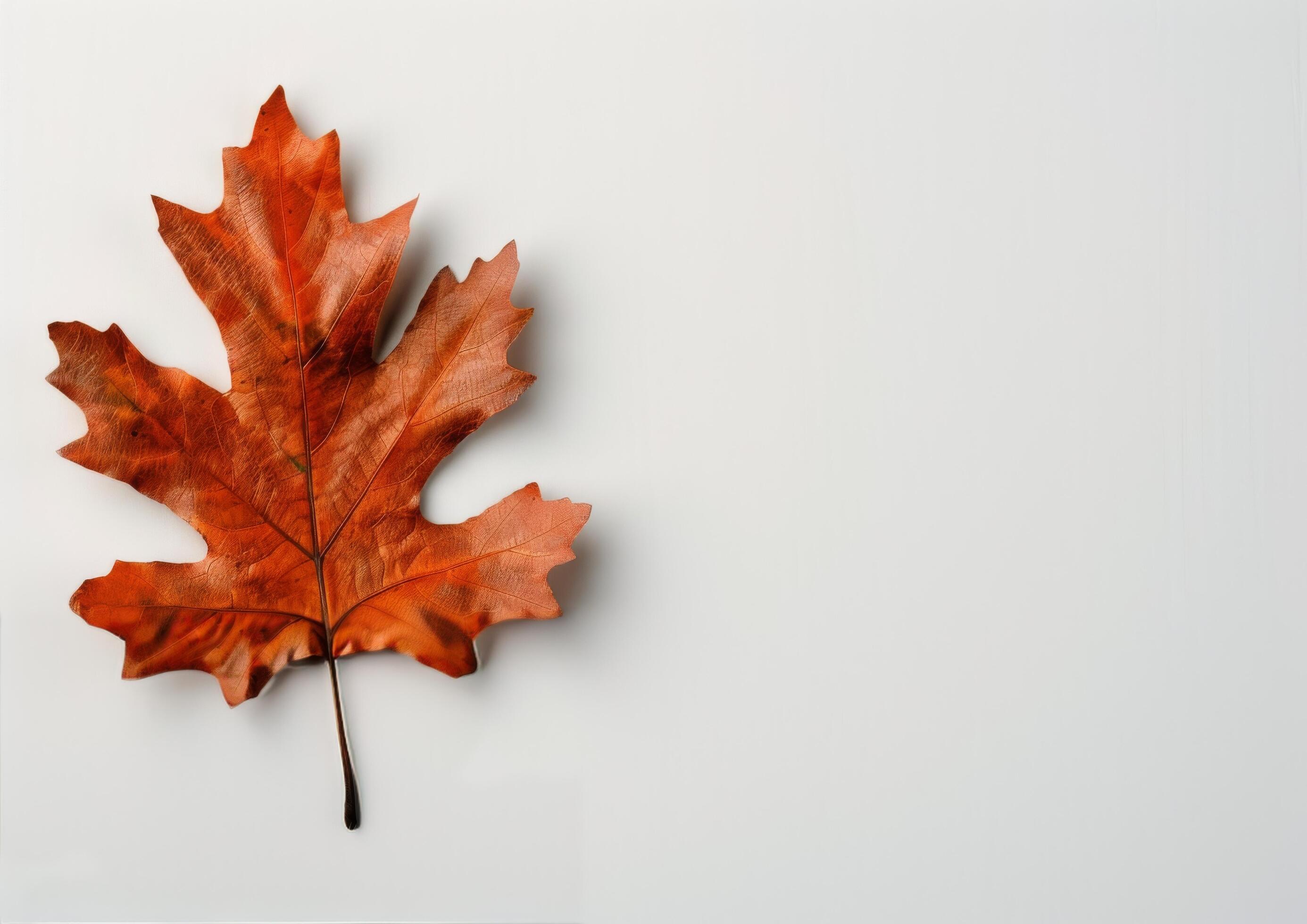 Single Brown Leaf on White Background Stock Free