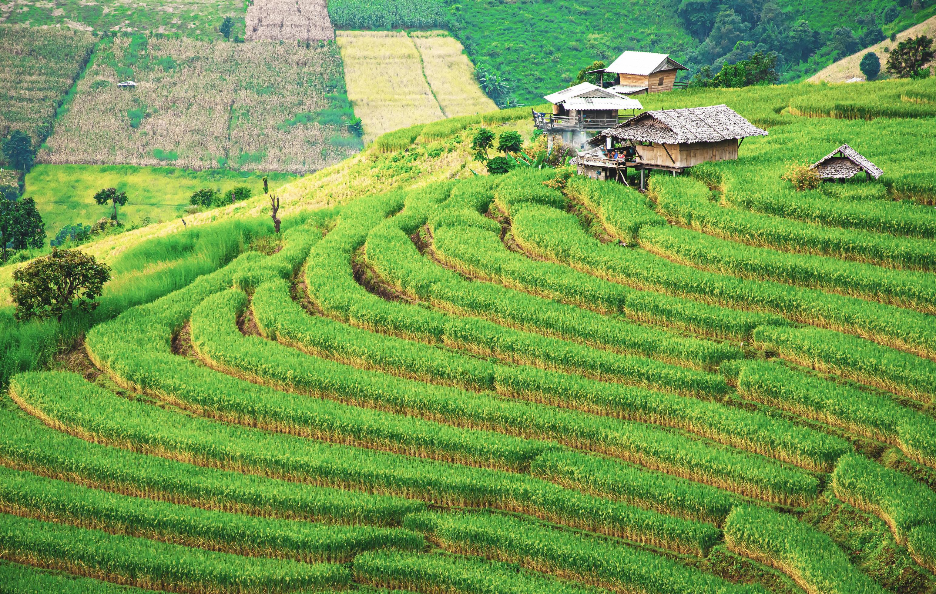 landscape of Rice terrace at Ban pa bong piang in Chiang mai Thailand Stock Free