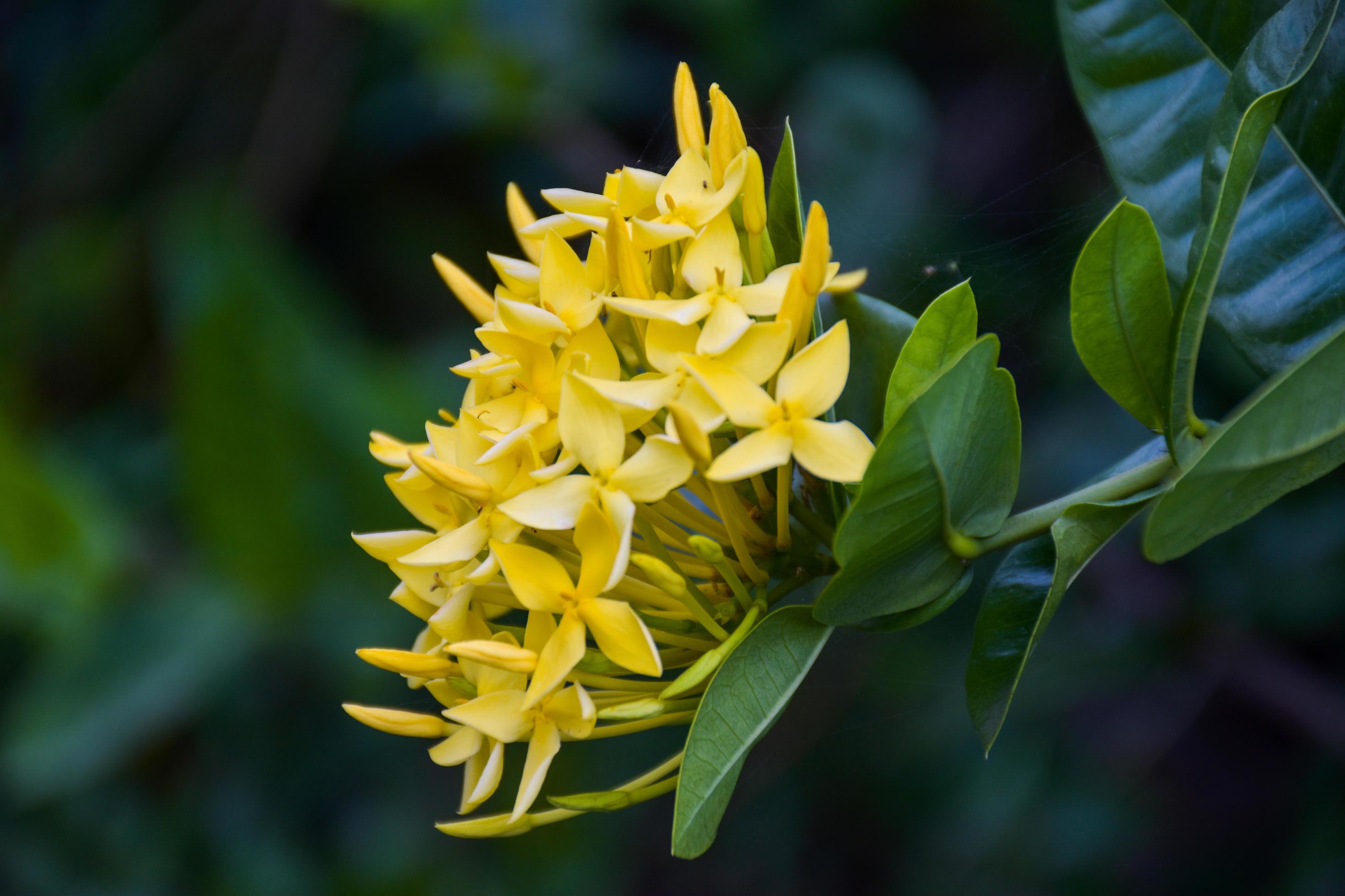 needle flowers yellow blooming beautiful petals in the Thai garden. Stock Free