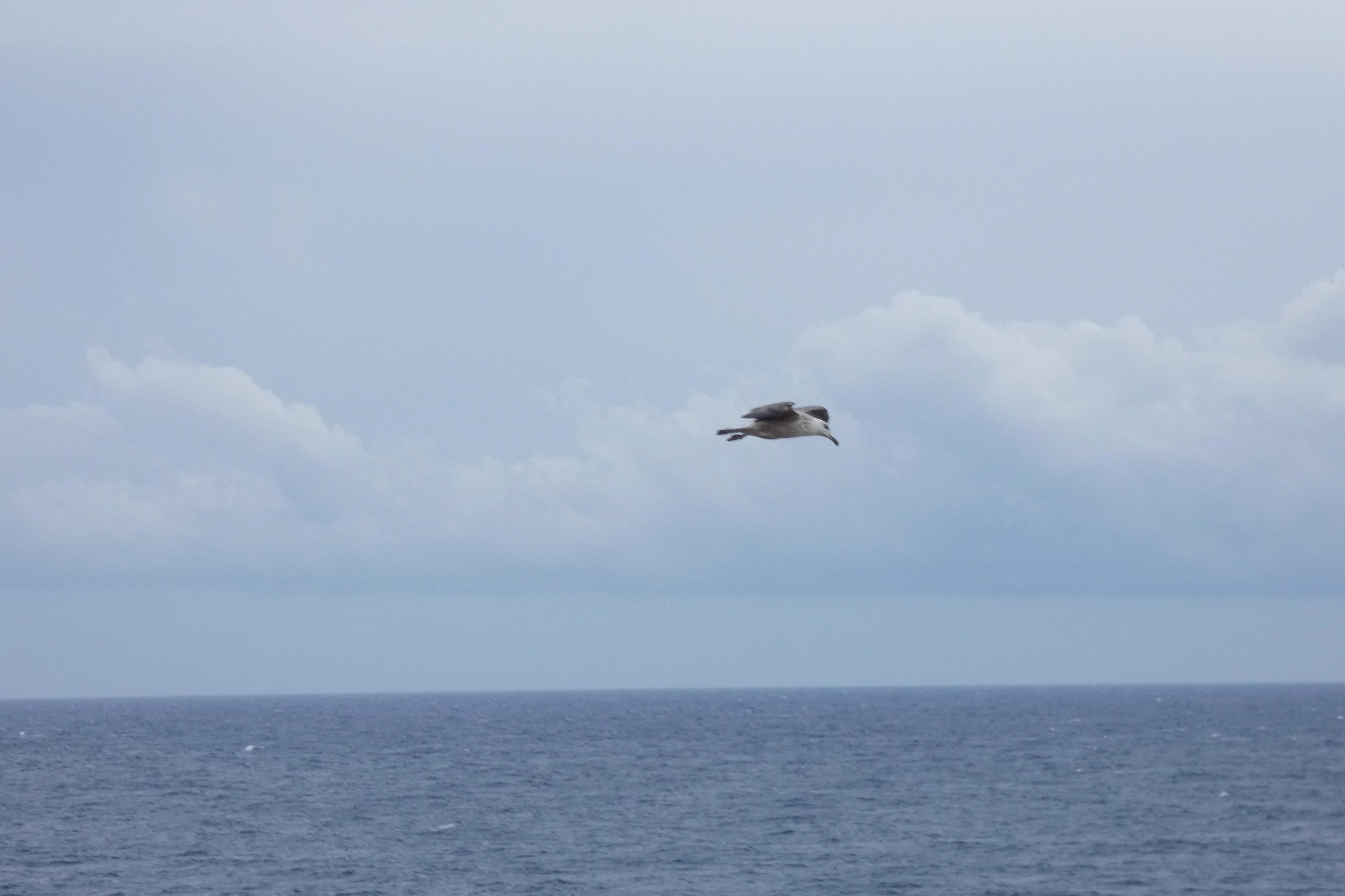 Wild seagulls in nature along the cliffs of the Catalan Costa Brava, Mediterranean, Spain. Stock Free