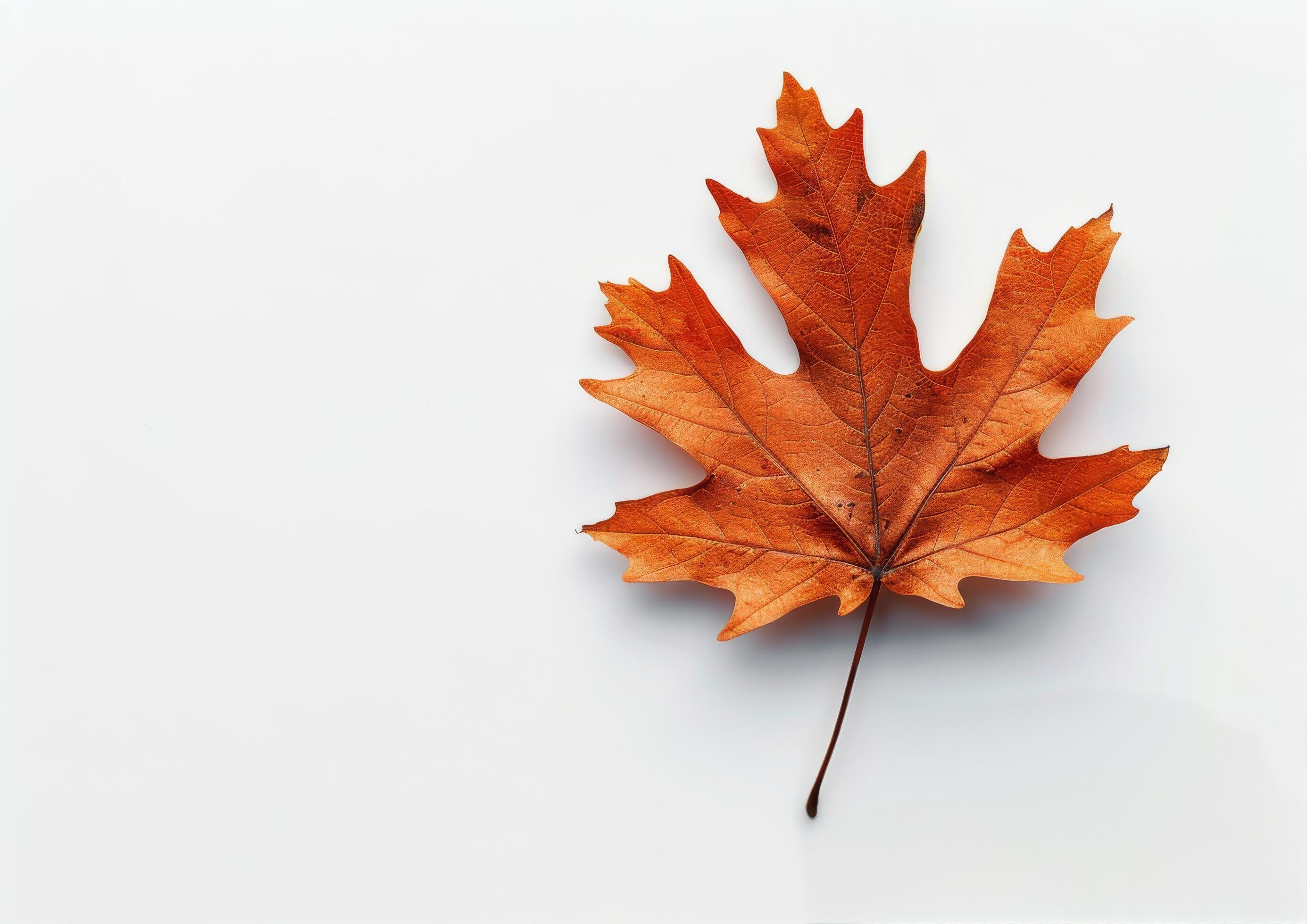 Single Brown Leaf on White Background Stock Free