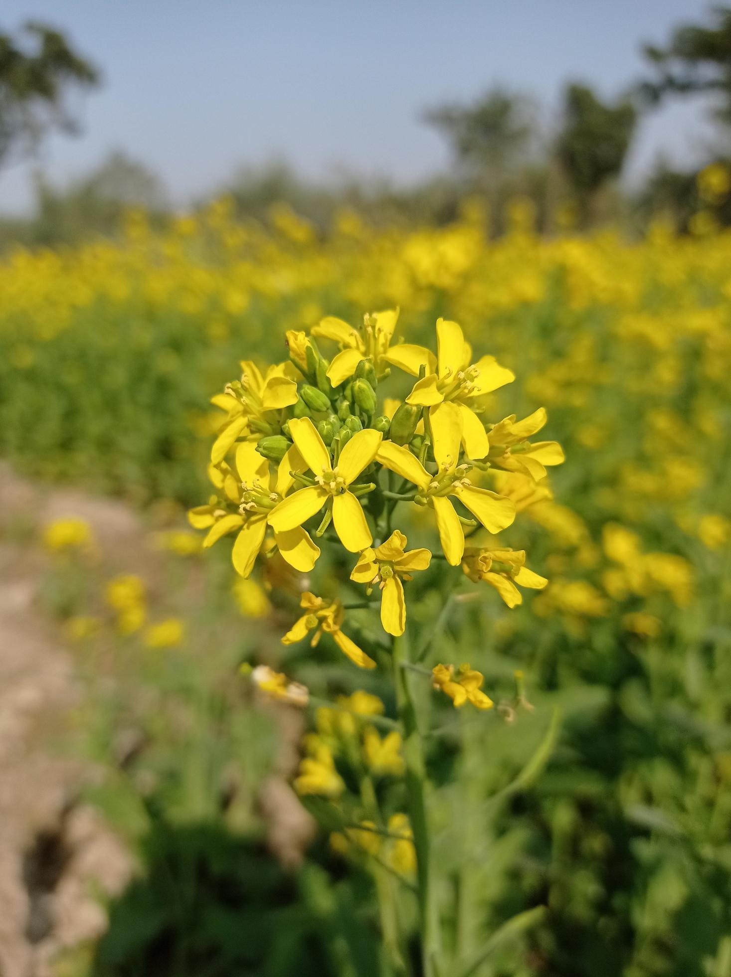 Mustard Flower Images Free Download Stock Free