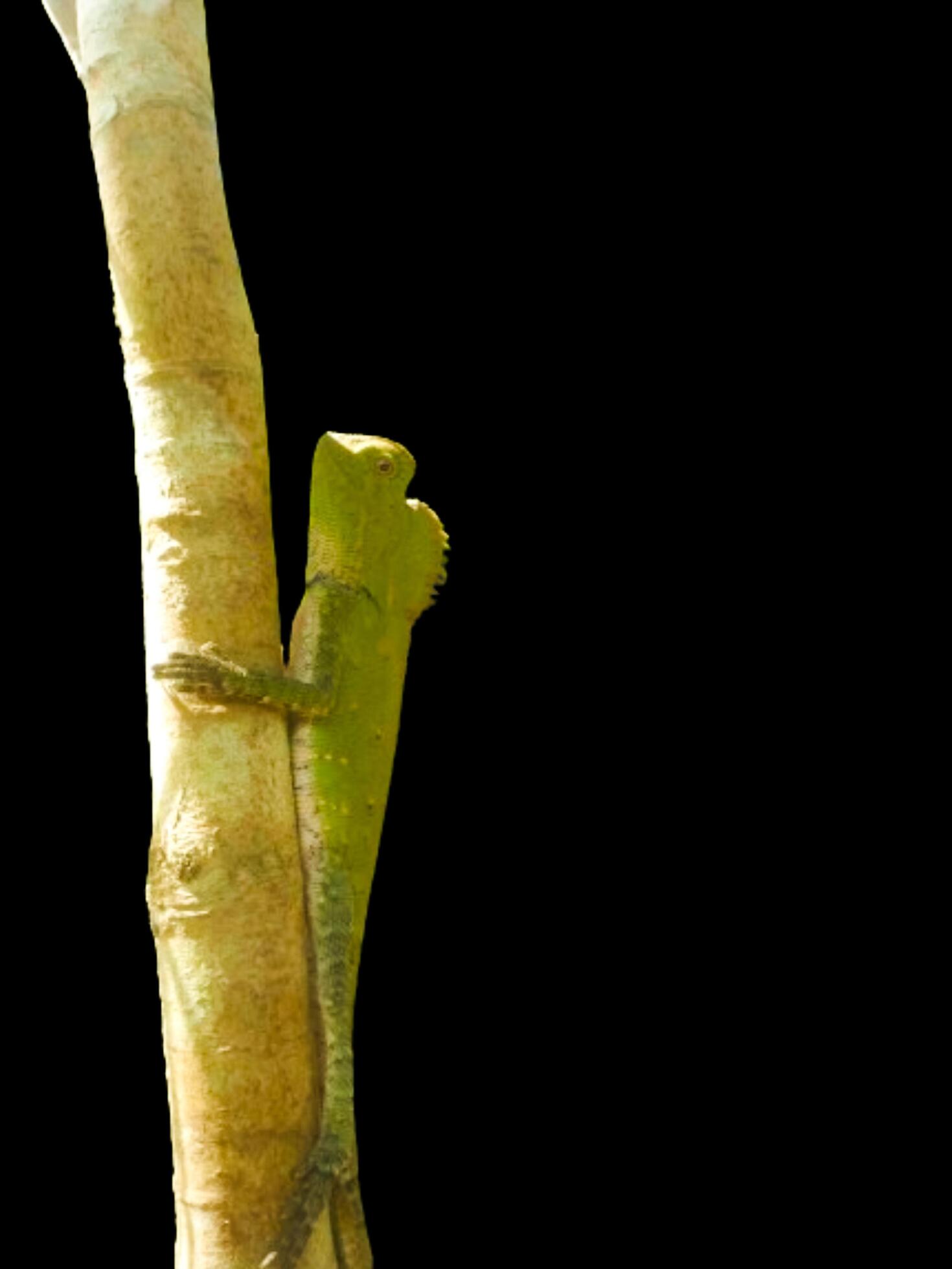 Little green chameleon on a branch isolated on black background Stock Free