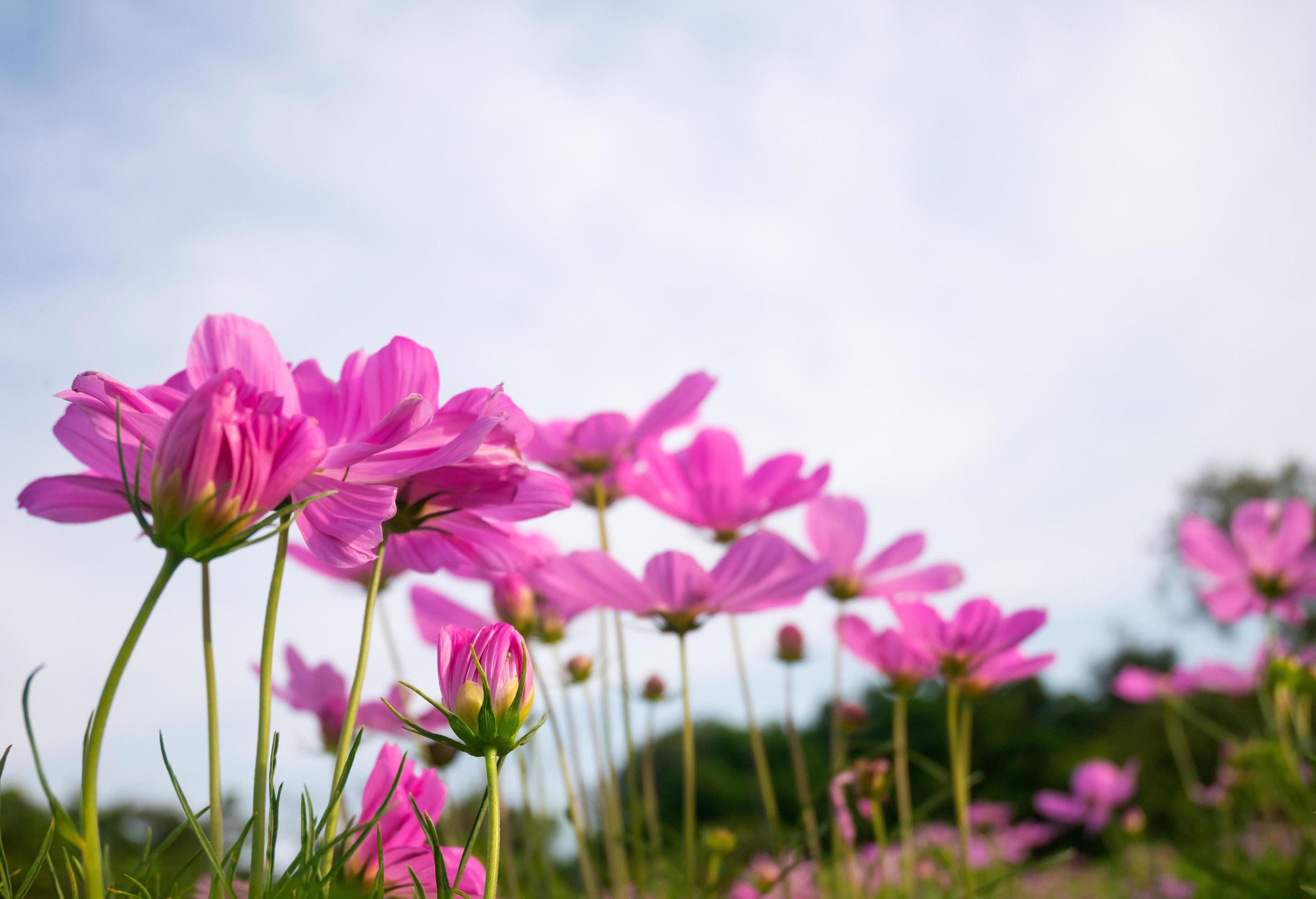 Cosmos flowers beautiful in nature garden Stock Free