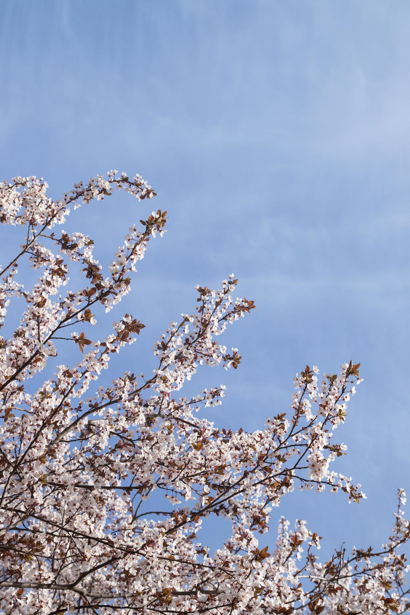 Spring bloom white flowers. Cherry blossom twigs Stock Free