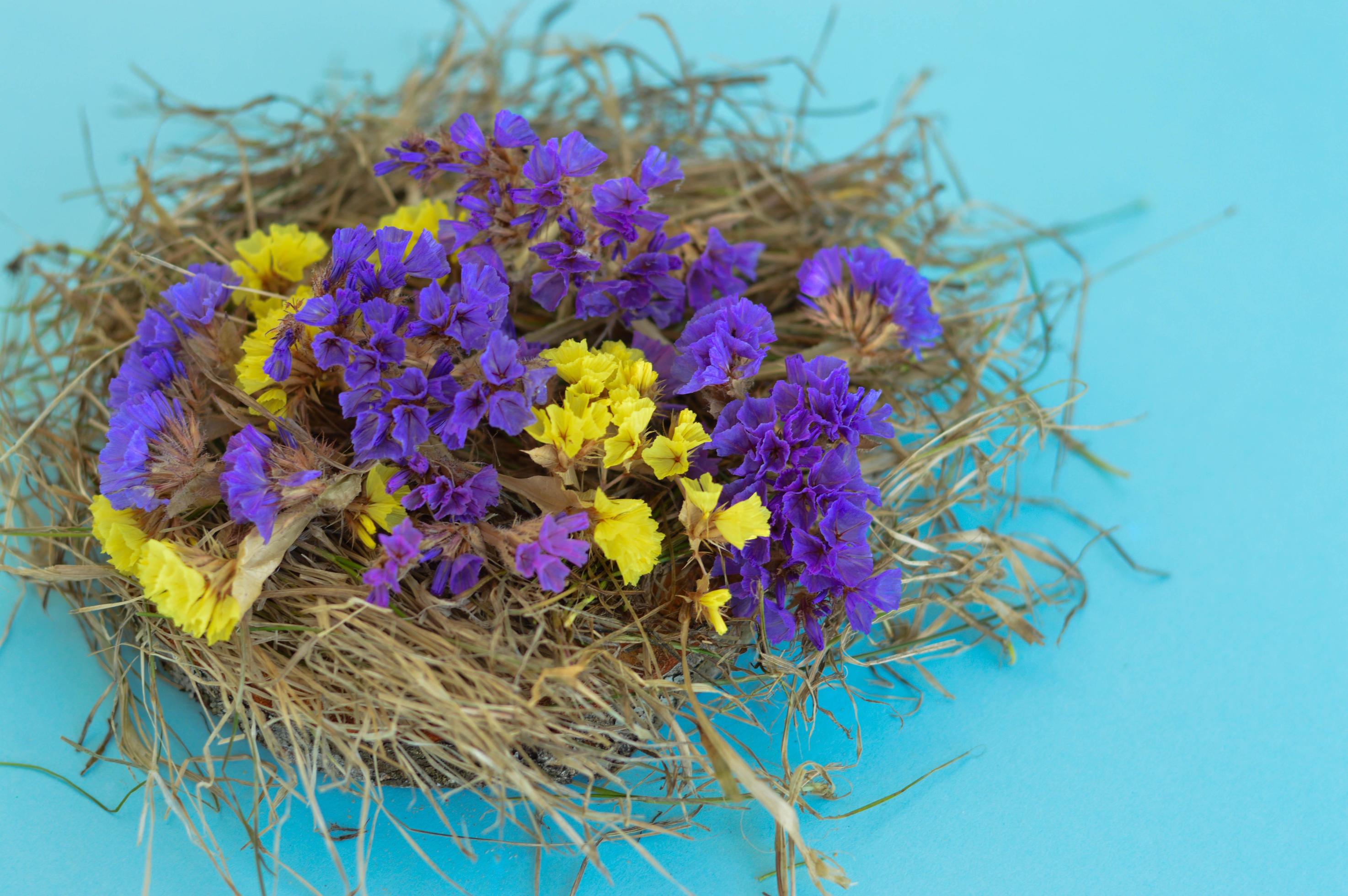 Spring greeting card with flowers in a nest on a blue background. Stock Free