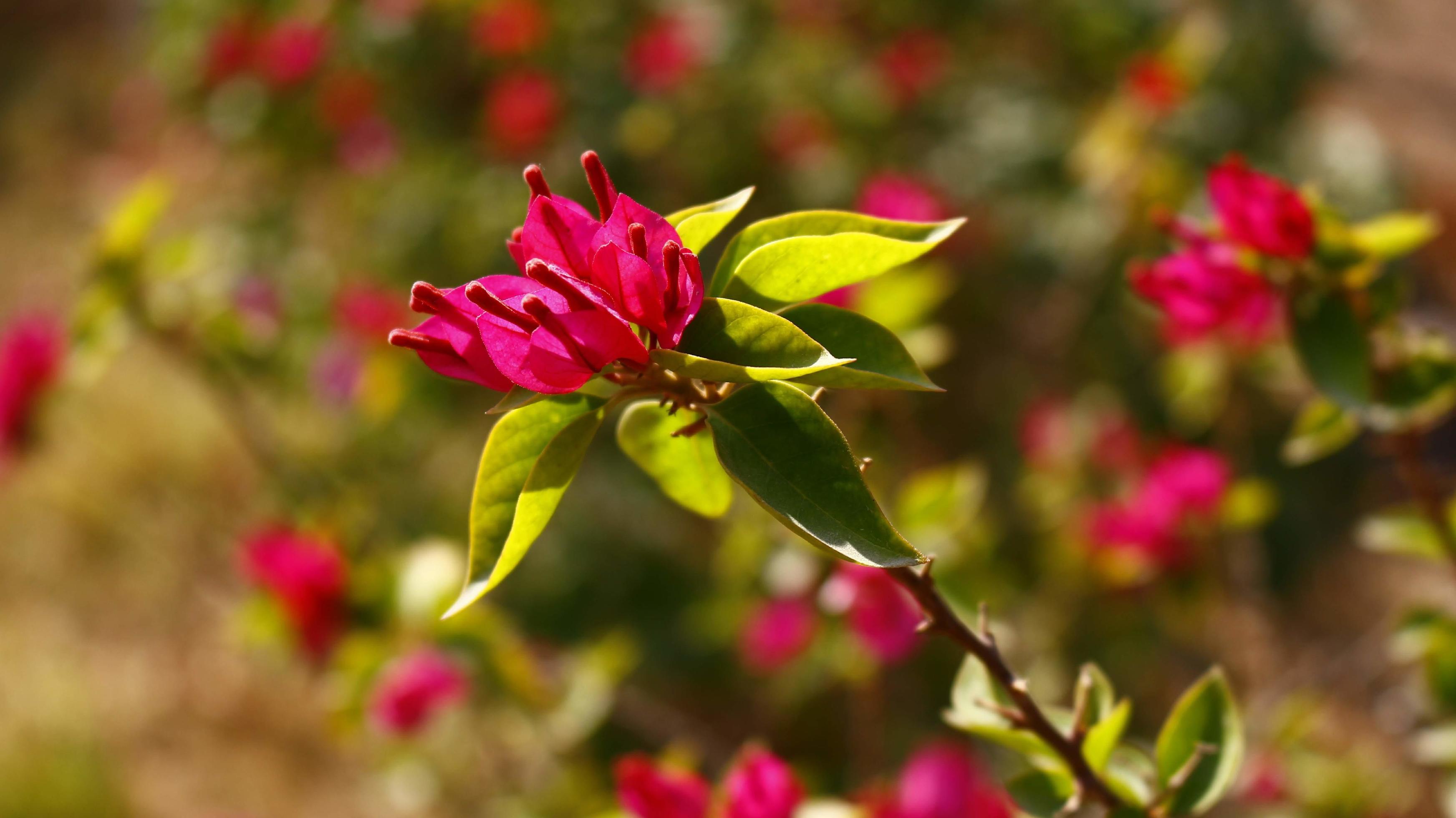 Bright Colored Flowering Plants in Outdoor Garden In Karachi Pakistan 2022 Stock Free