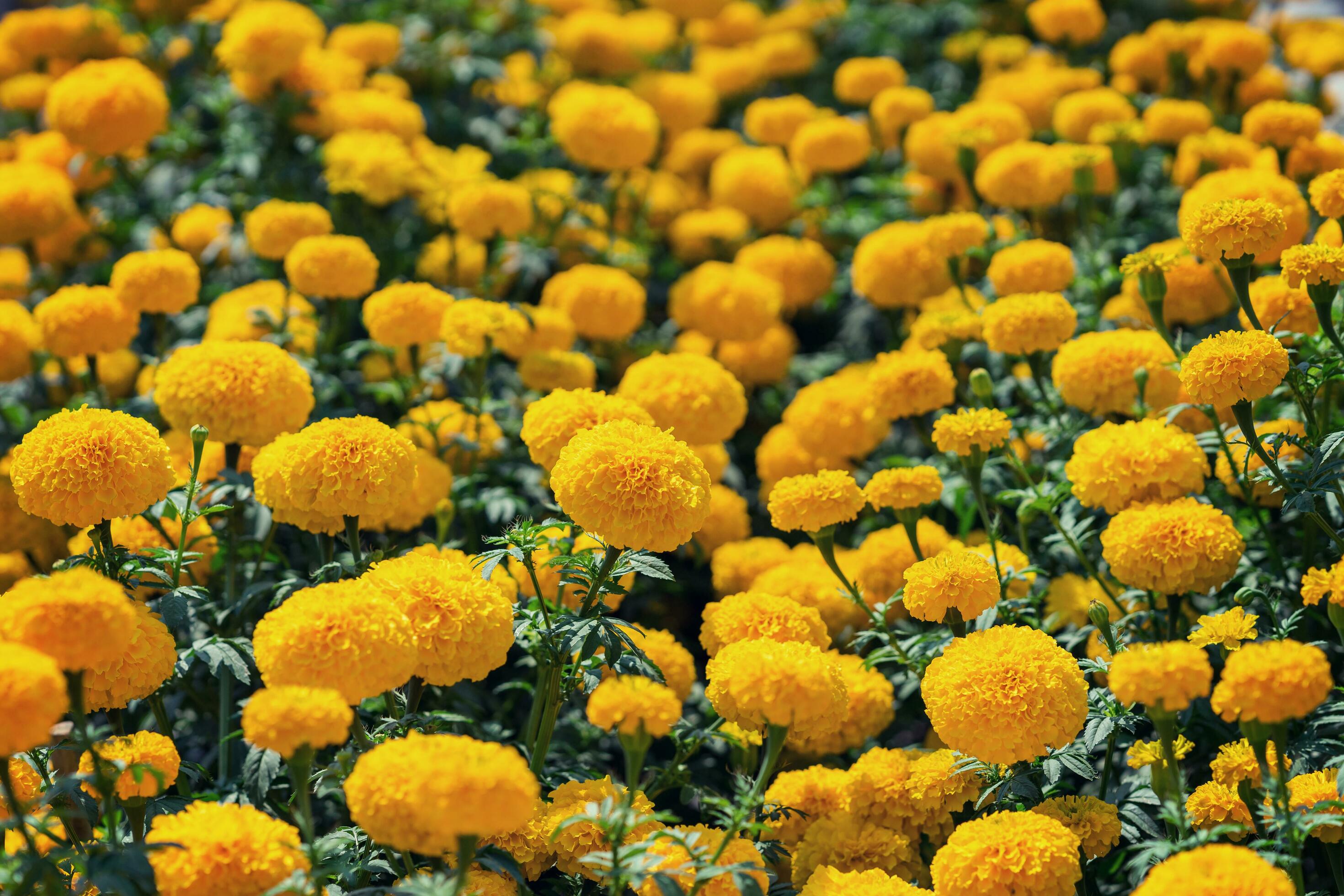 Yellow marigold flower in garden Stock Free